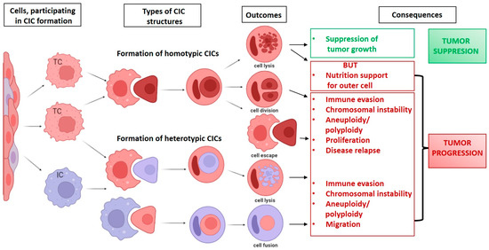 JPM | Free Full-Text | Cell-in-Cell Structures in Gastrointestinal ...