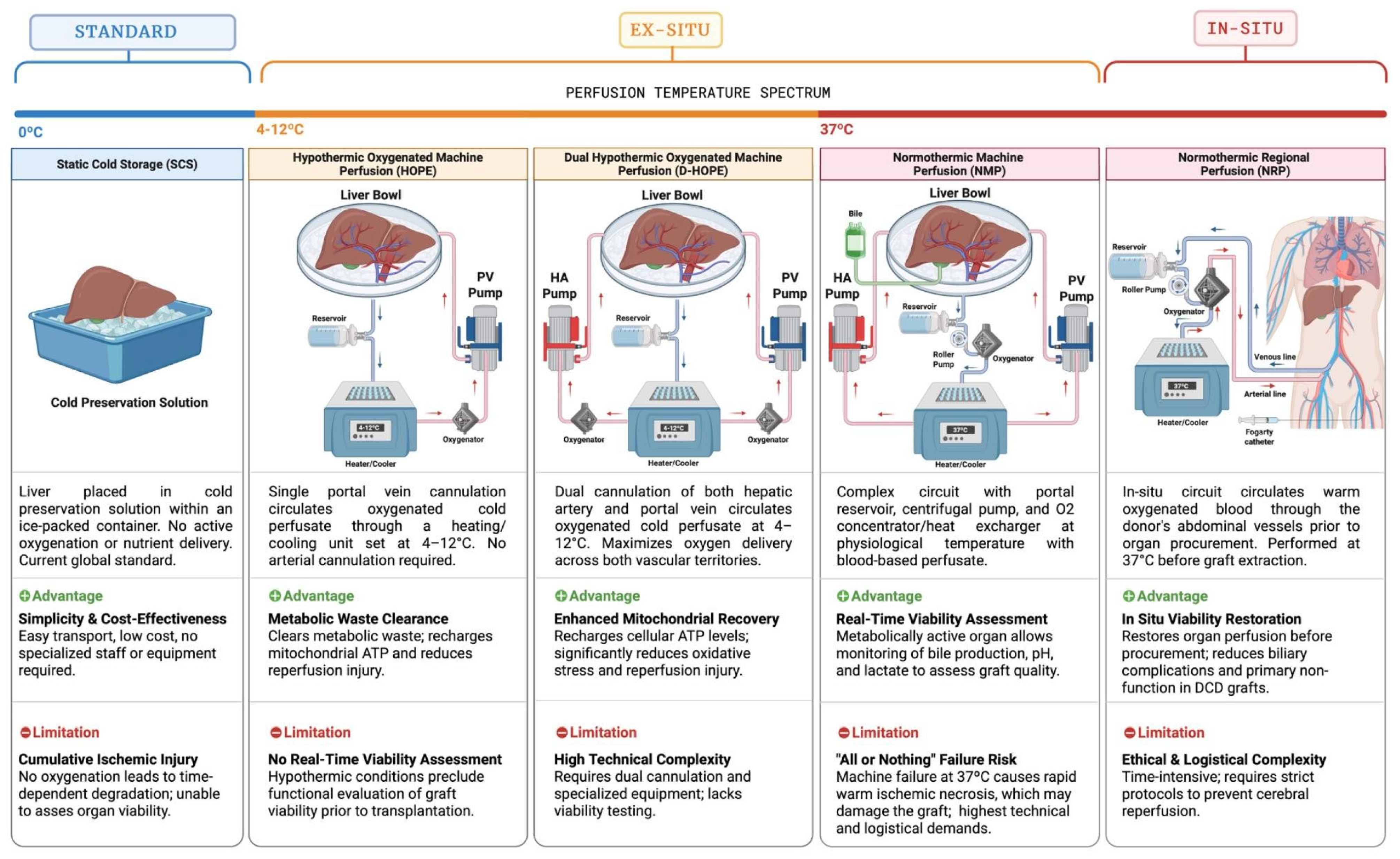 Machine Perfusion Across Marginal Liver Grafts: Benefits and Challenges