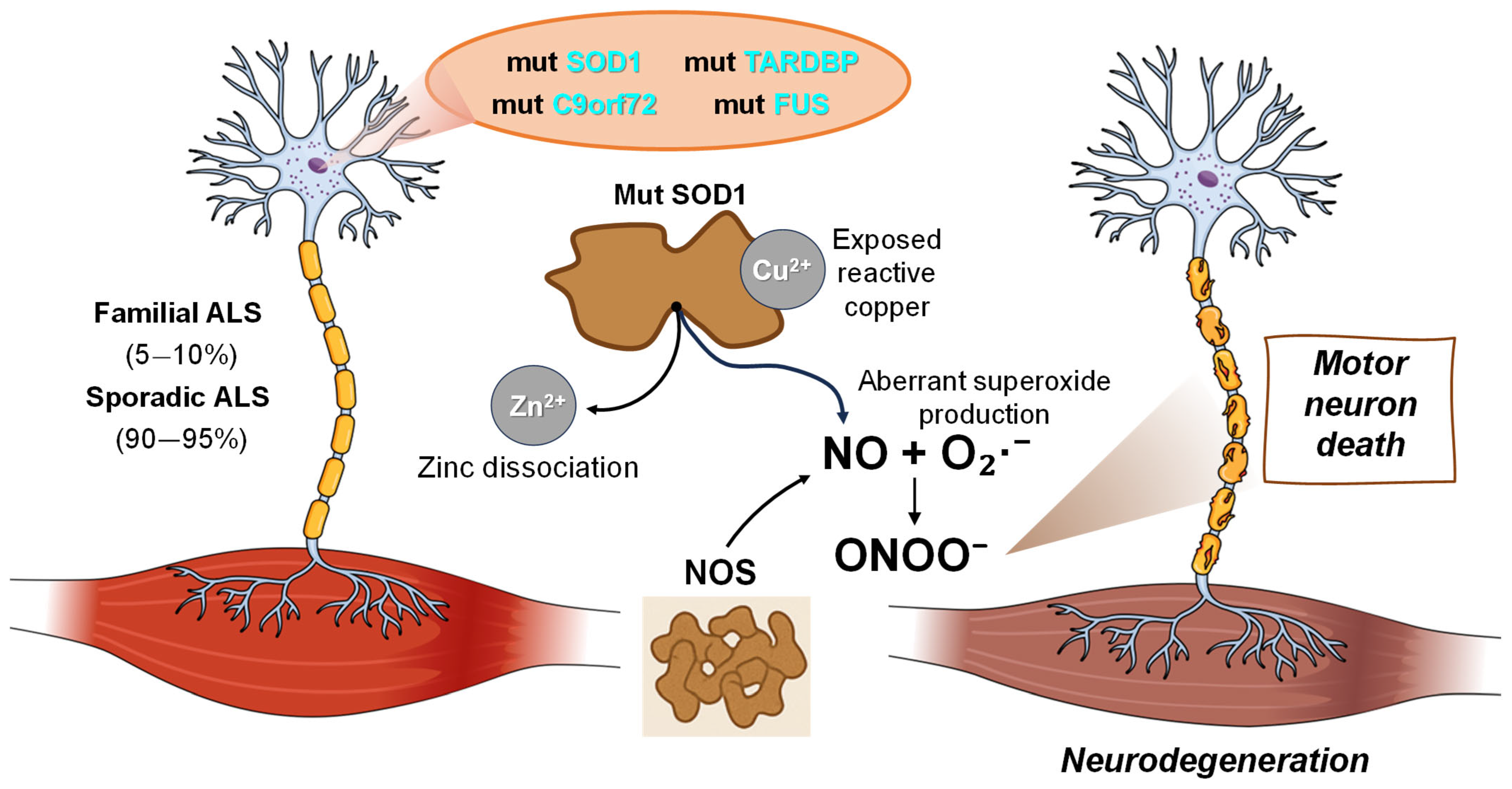 The Bright and Dark Sides of Nitric Oxide in Neurodegenerative Diseases