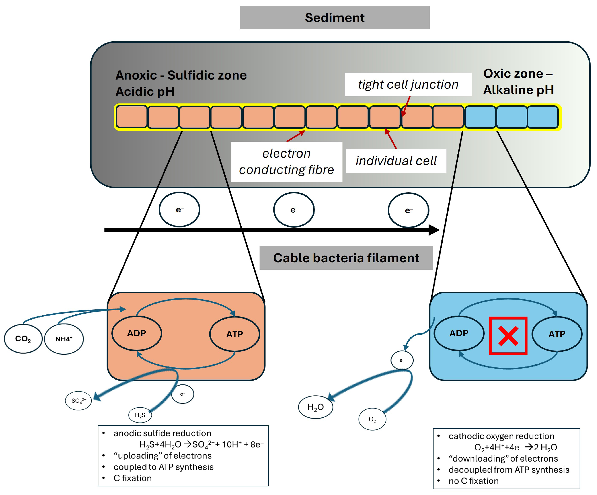 Design Principles for a New Form of Bioelectrical Nanonetwork Based on ...