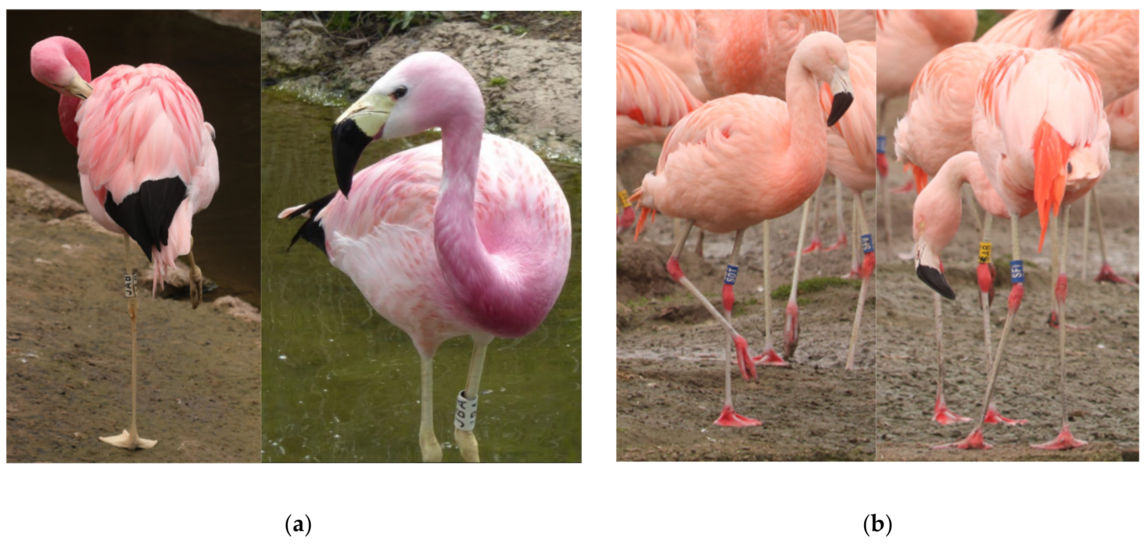Full article: A fragile future for pink birds: habitat suitability models  predict a high impact of climate change on the future distribution of  flamingos