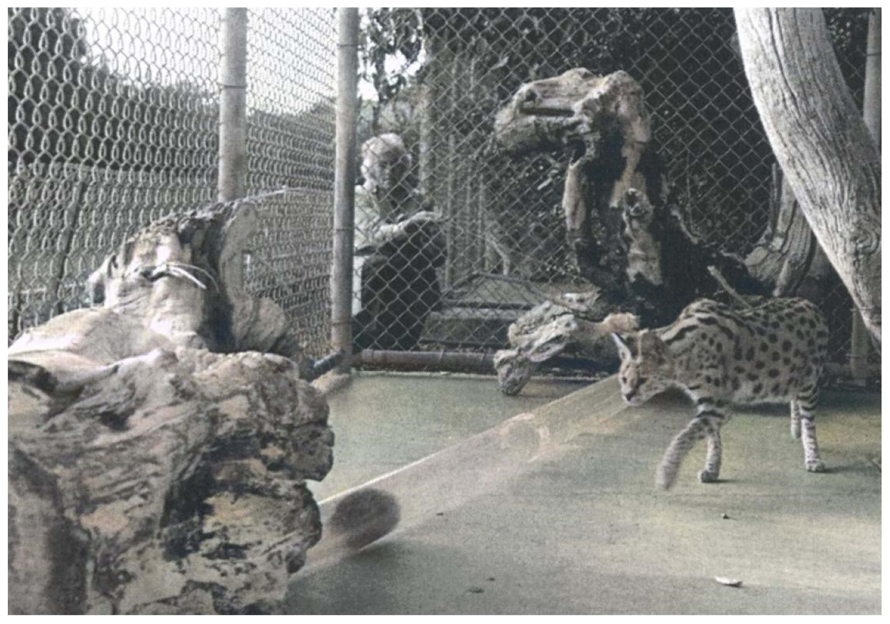 JZBG | Free Full-Text | Animal Training, Environmental Enrichment, and  Animal Welfare: A History of Behavior Analysis in Zoos