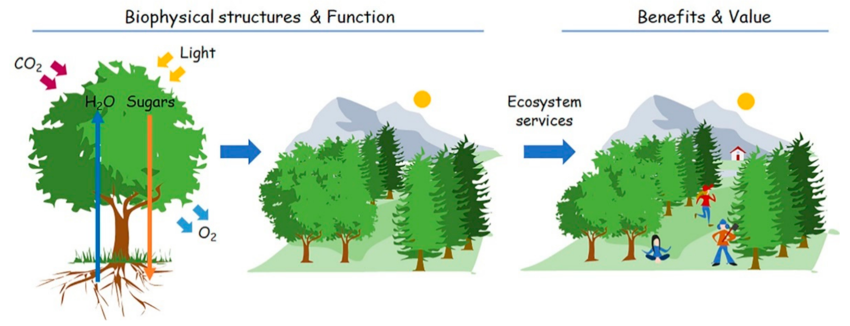 Relative amount of functional habitat and three services by planning