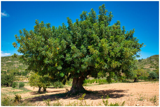 Land | Free Full-Text | Heritage Evaluation of the Carob Tree MTAS in ...