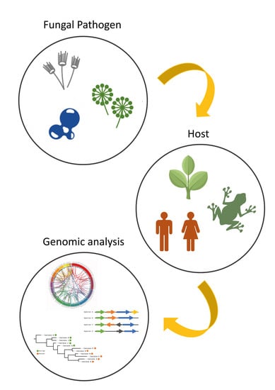 Life | Free Full-Text | Cross-Disciplinary Genomics Approaches to Studying Emerging  Fungal Infections