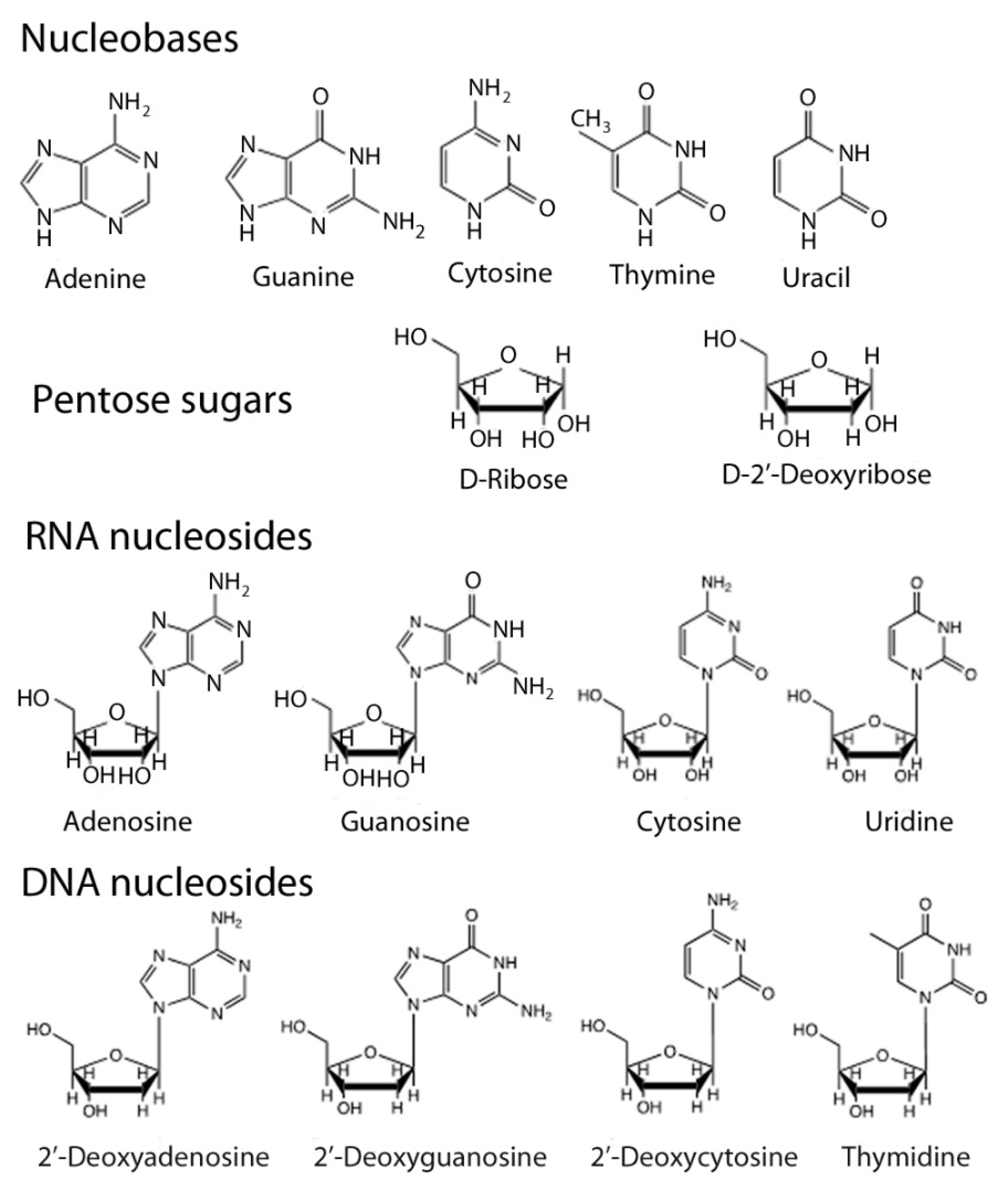 Life | Free Full-Text | De Novo Nucleic Acids: A Review of Synthetic  Alternatives to DNA and RNA That Could Act as Bio-Information Storage  Molecules