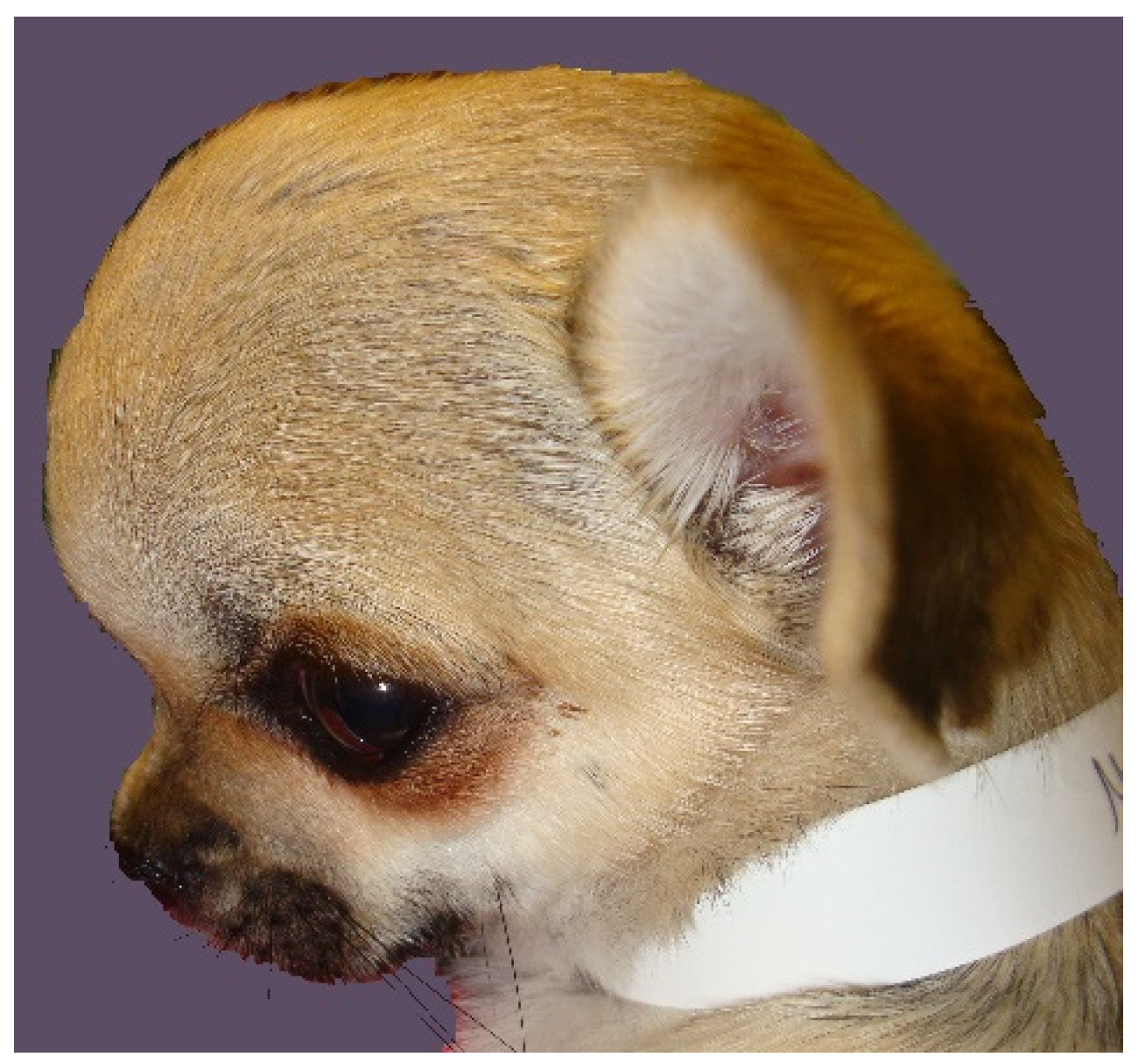 Life | Free Full-Text | The Need for Head Space: Brachycephaly and  Cerebrospinal Fluid Disorders