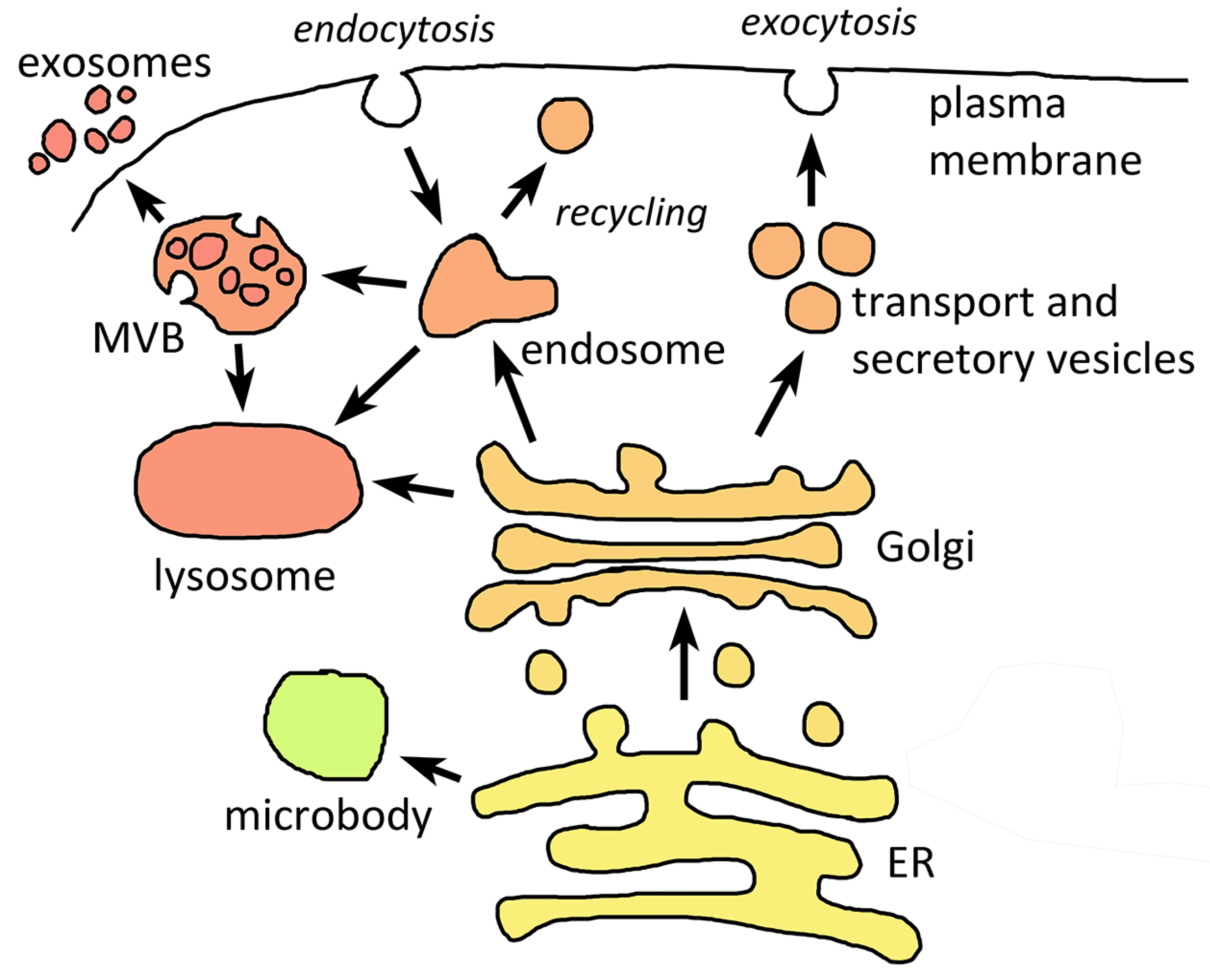 Life | Free Full-Text | Unique Endomembrane Systems and Virulence in  Pathogenic Protozoa