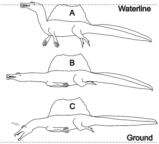 Life | Free Full-Text | Contributions to a Discussion of Spinosaurus ...