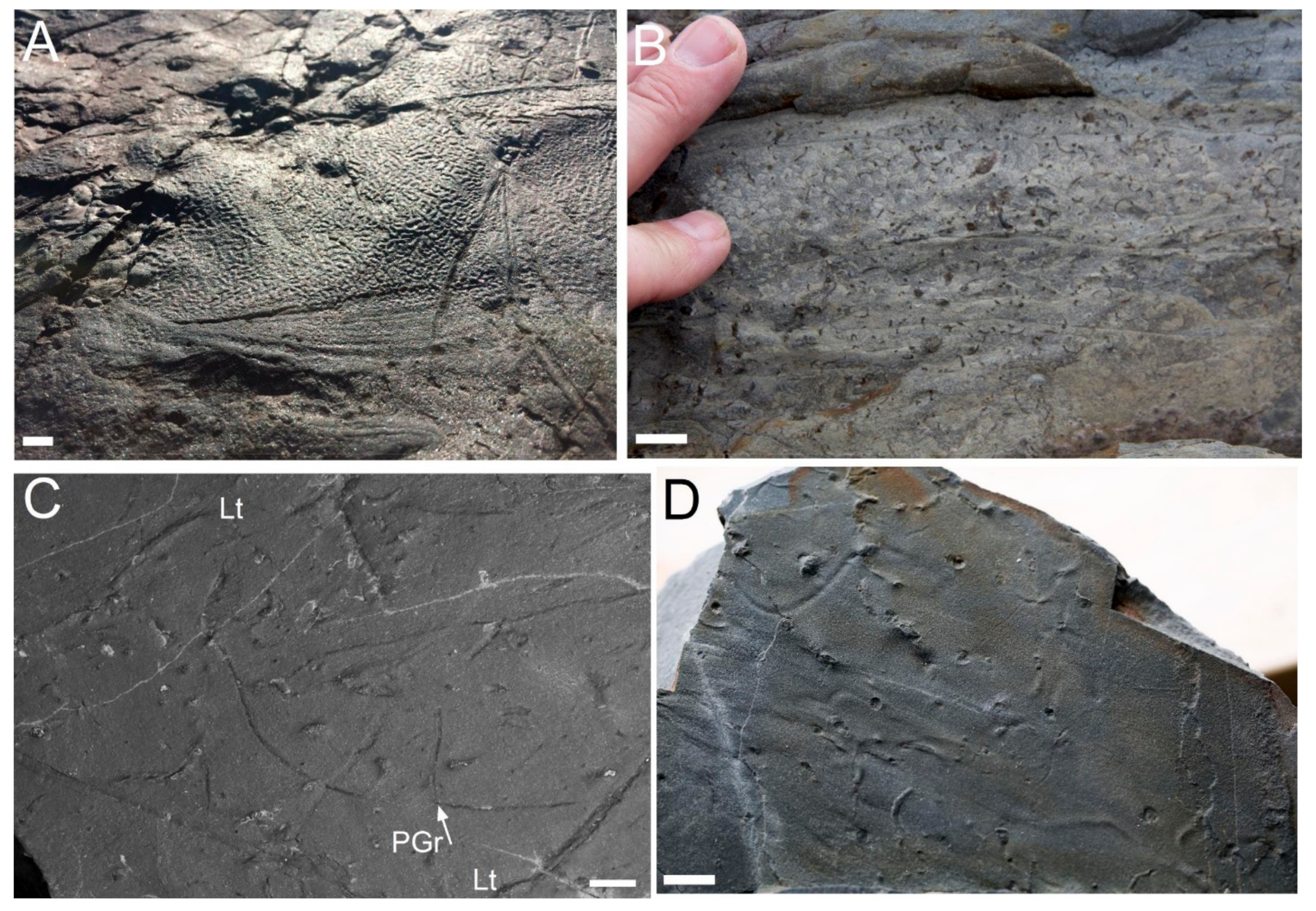 Life | Free Full-Text | Were the First Trace Fossils Really Burrows or  Could They Have Been Made by Sediment-Displacive Chemosymbiotic Organisms?