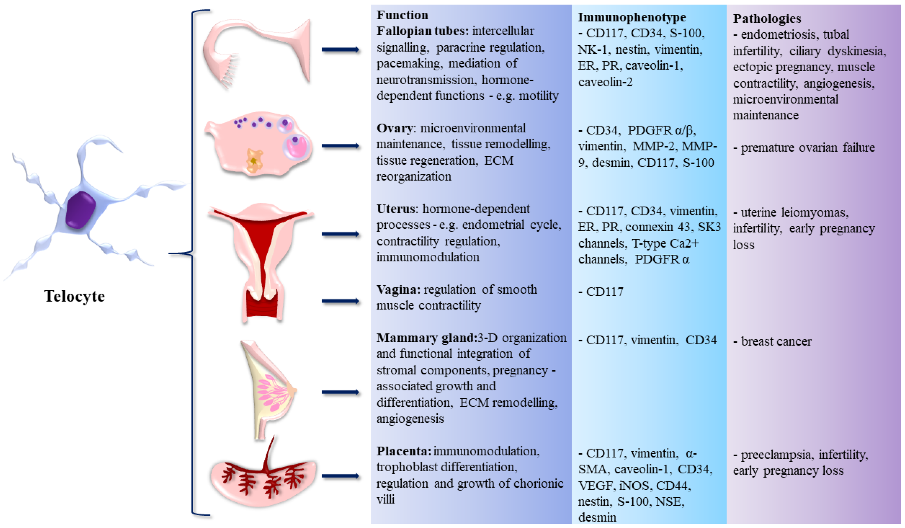 Life Free Full Text Telocytes In The Female Reproductive System Up 