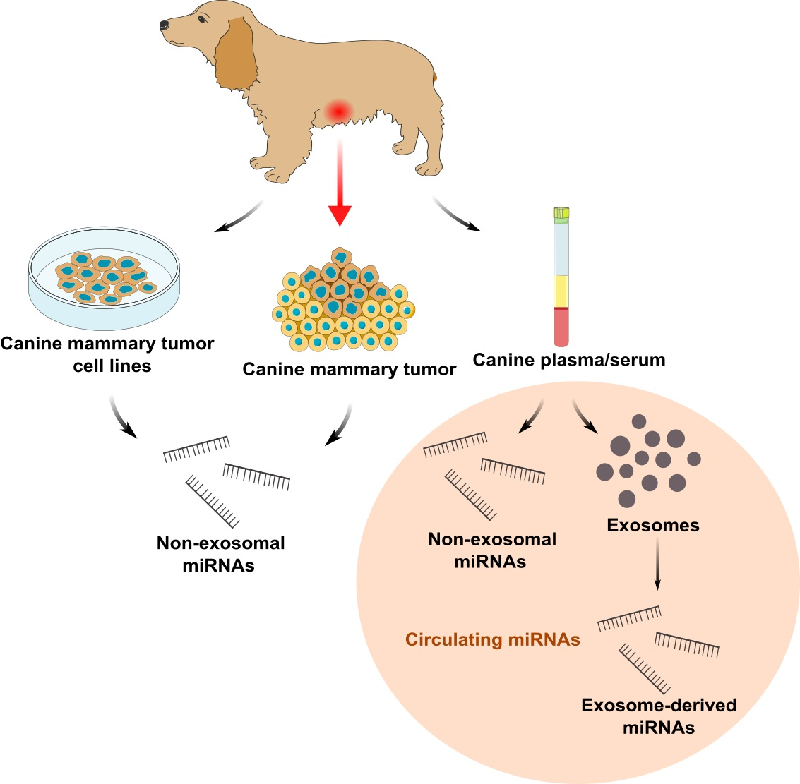 How Long Do Dogs Live With Mammary Cancer