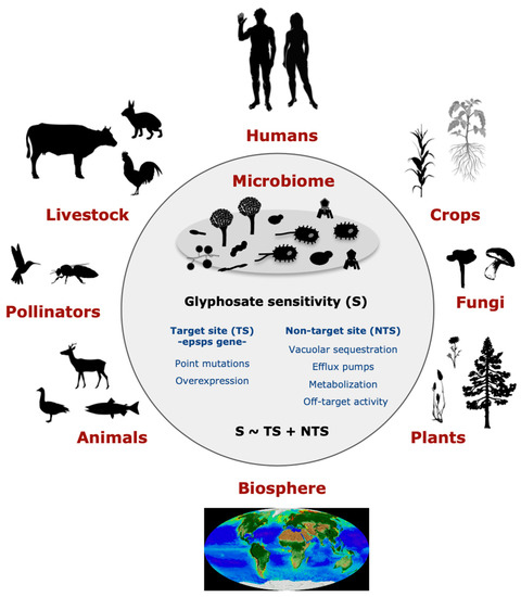 Glyphosate Kills Microorganisms Beneficial to Plants, Animals, and Humans -  Beyond Pesticides Daily News Blog