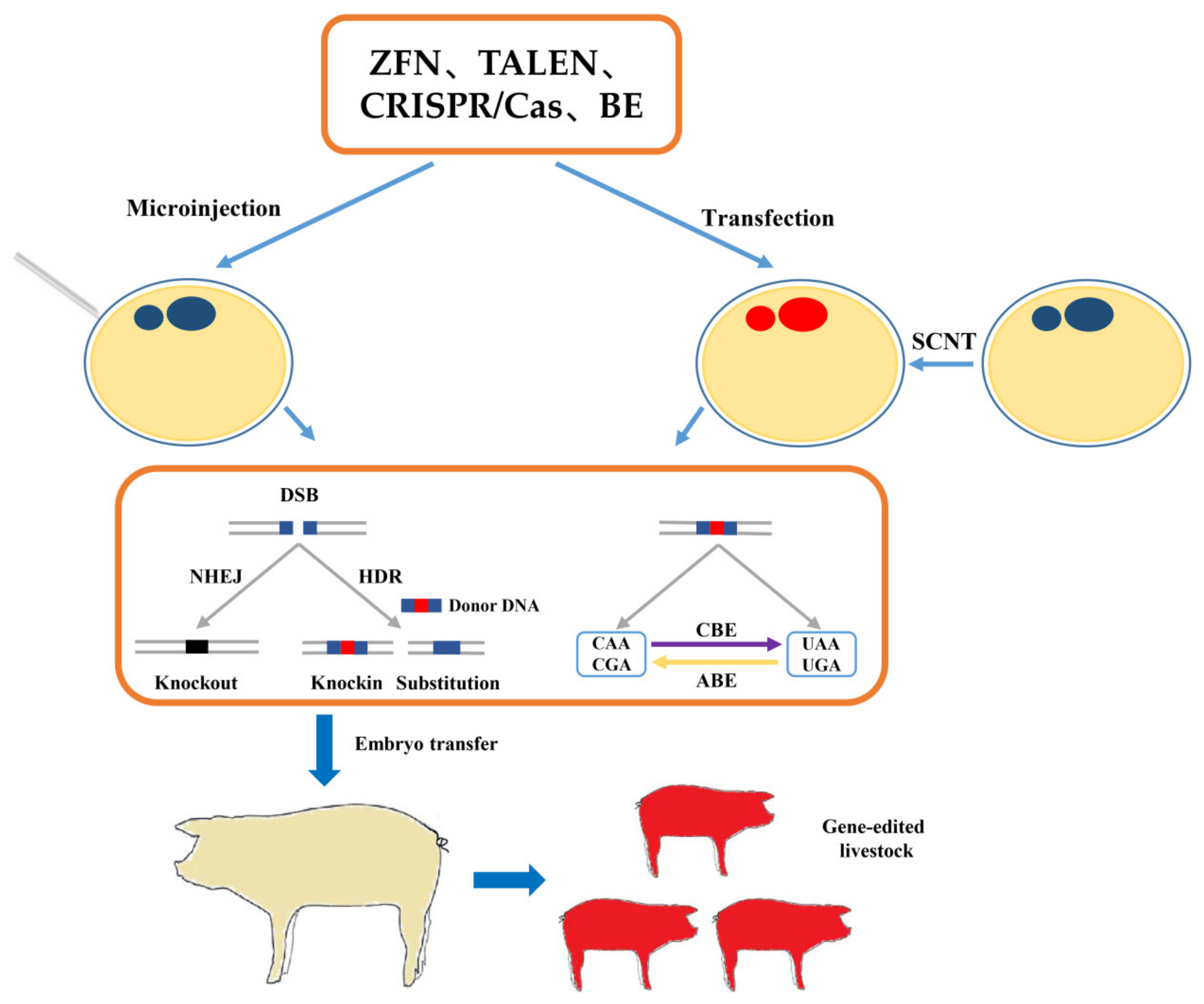 Life | Free Full-Text | Application of Gene Editing Technology in  Resistance Breeding of Livestock
