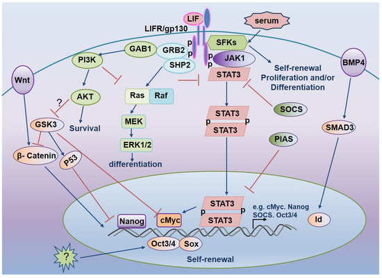 Life | Free Full-Text | Regulation of Embryonic Stem Cell Self-Renewal