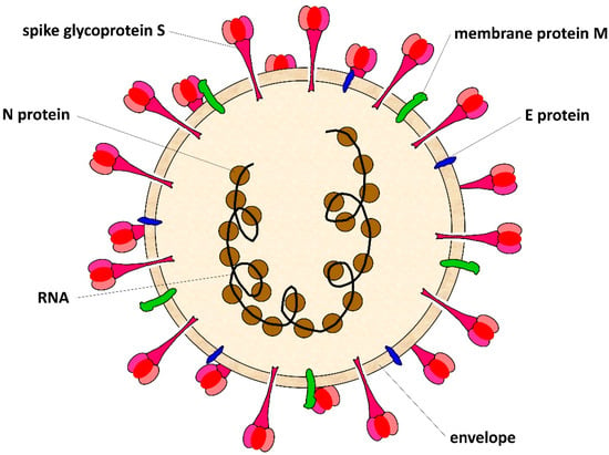 Life | Free Full-Text | Structural and Phylogenetic Analysis of SARS ...