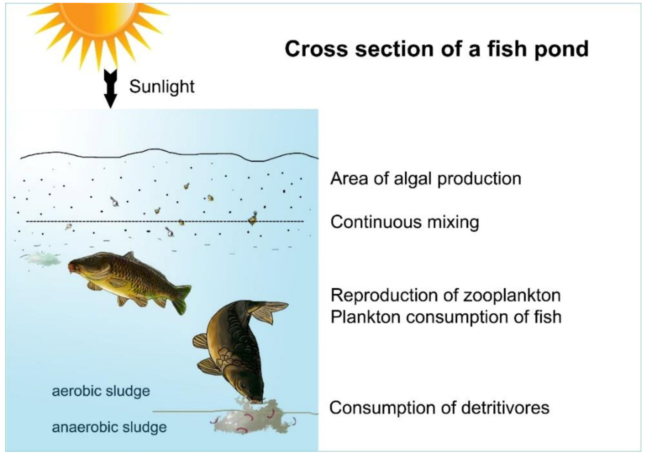 Carp Breeding In The Carpathian Basin With A Sustainable Utilization Of Carp Breeding In The Carpathian Basin With A Sustainable Utilization Of
