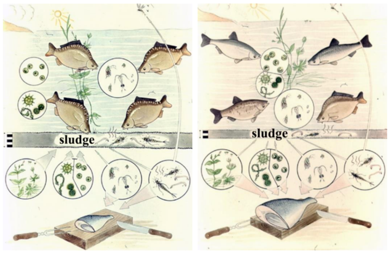 Carp Breeding In The Carpathian Basin With A Sustainable Utilization Of Carp Breeding In The Carpathian Basin With A Sustainable Utilization Of