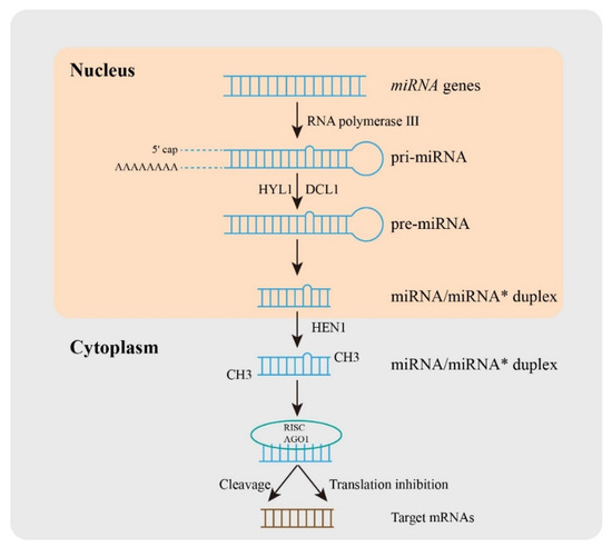 Multiple Functions of MiRNAs in Brassica napus L.