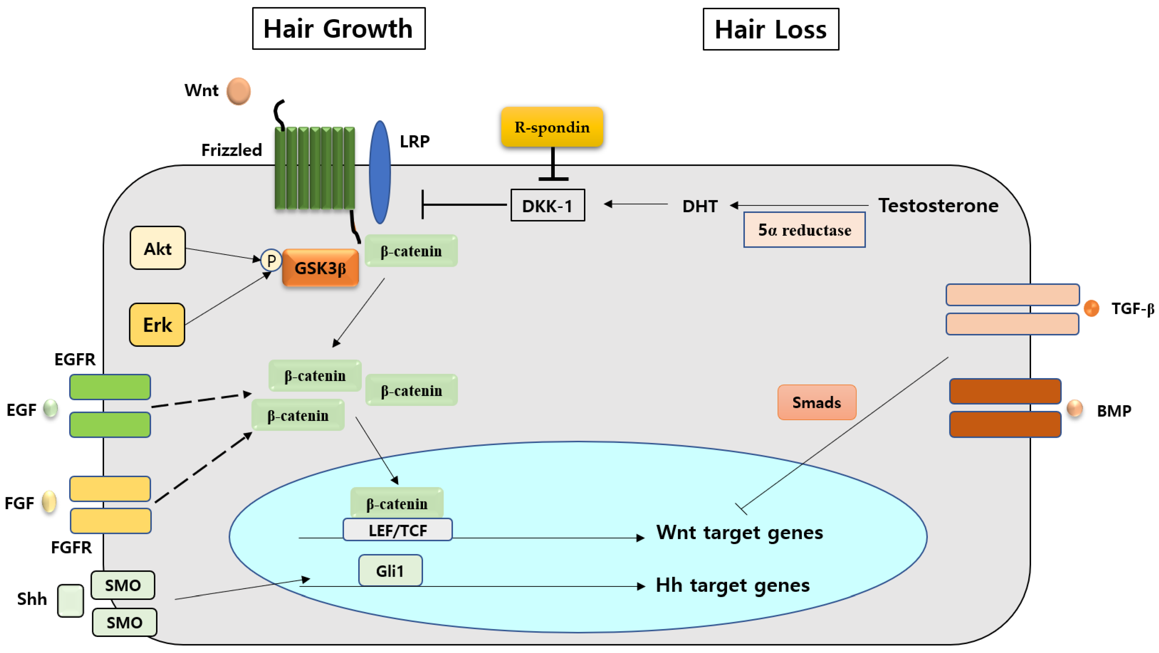 Reena Roy Porn Fuck Very Sexy - Life | Free Full-Text | The Molecular Mechanism of Natural Products  Activating Wnt/β-Catenin Signaling Pathway for Improving Hair Loss