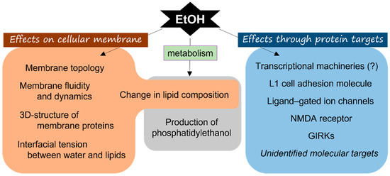 Life Free Full Text Blood Vessels As A Key Mediator For Ethanol Toxicity Implication For Neuronal Damage