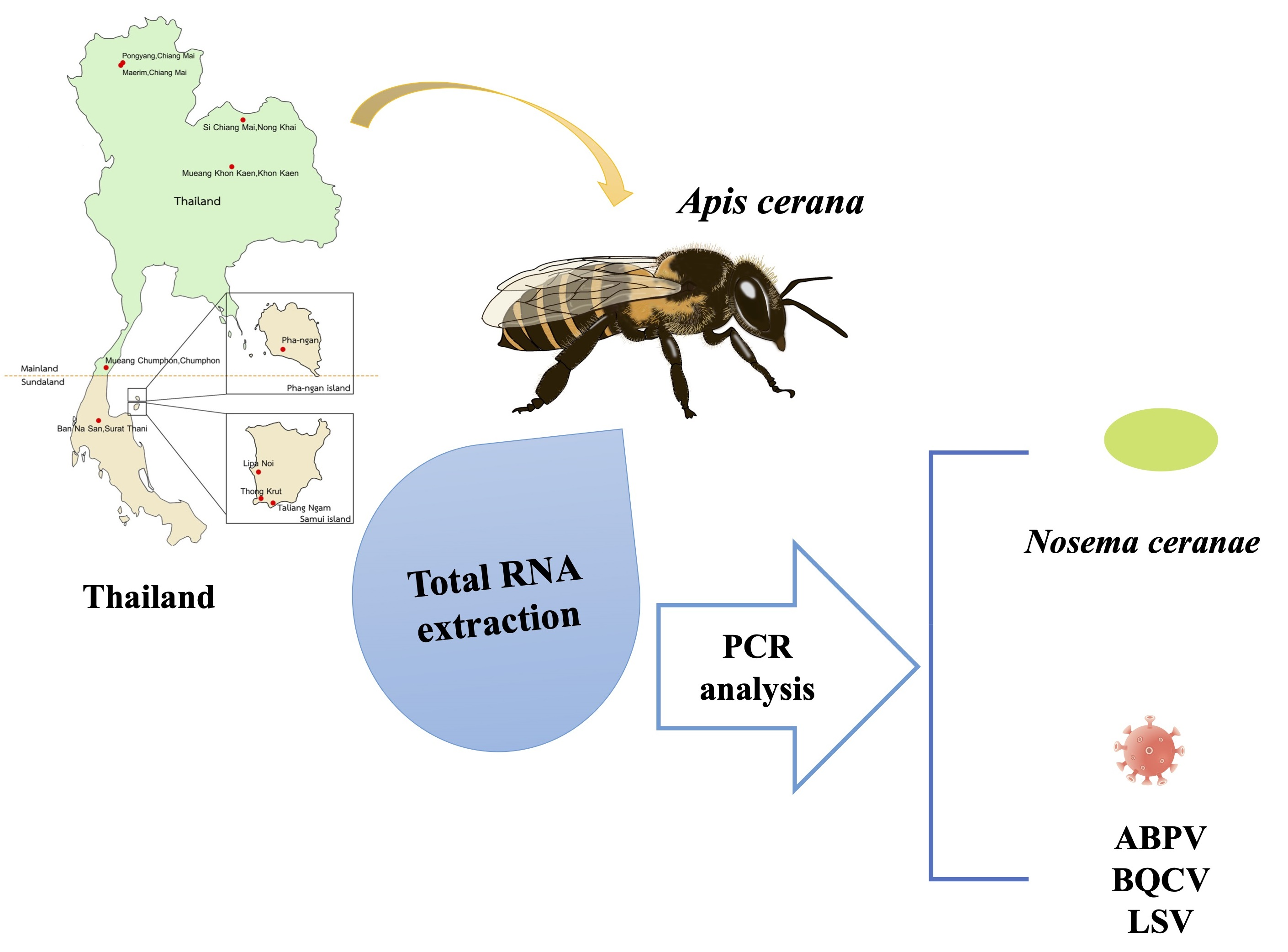 Honeybee, Characteristics, Habitat, Life Cycle, & Facts