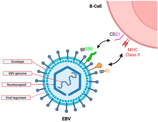 Life | Free Full-Text | Epstein–Barr Virus and the Pathogenesis of ...