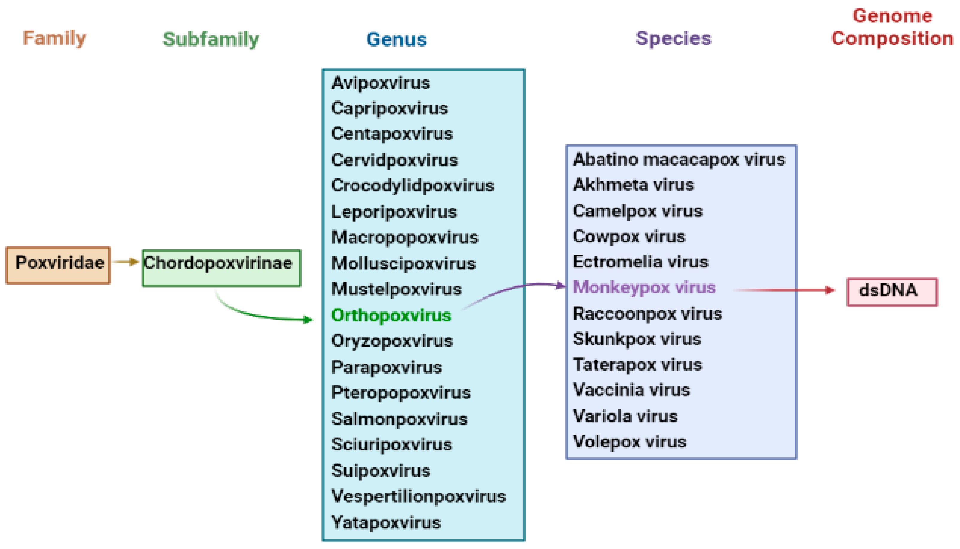 pox virus structure