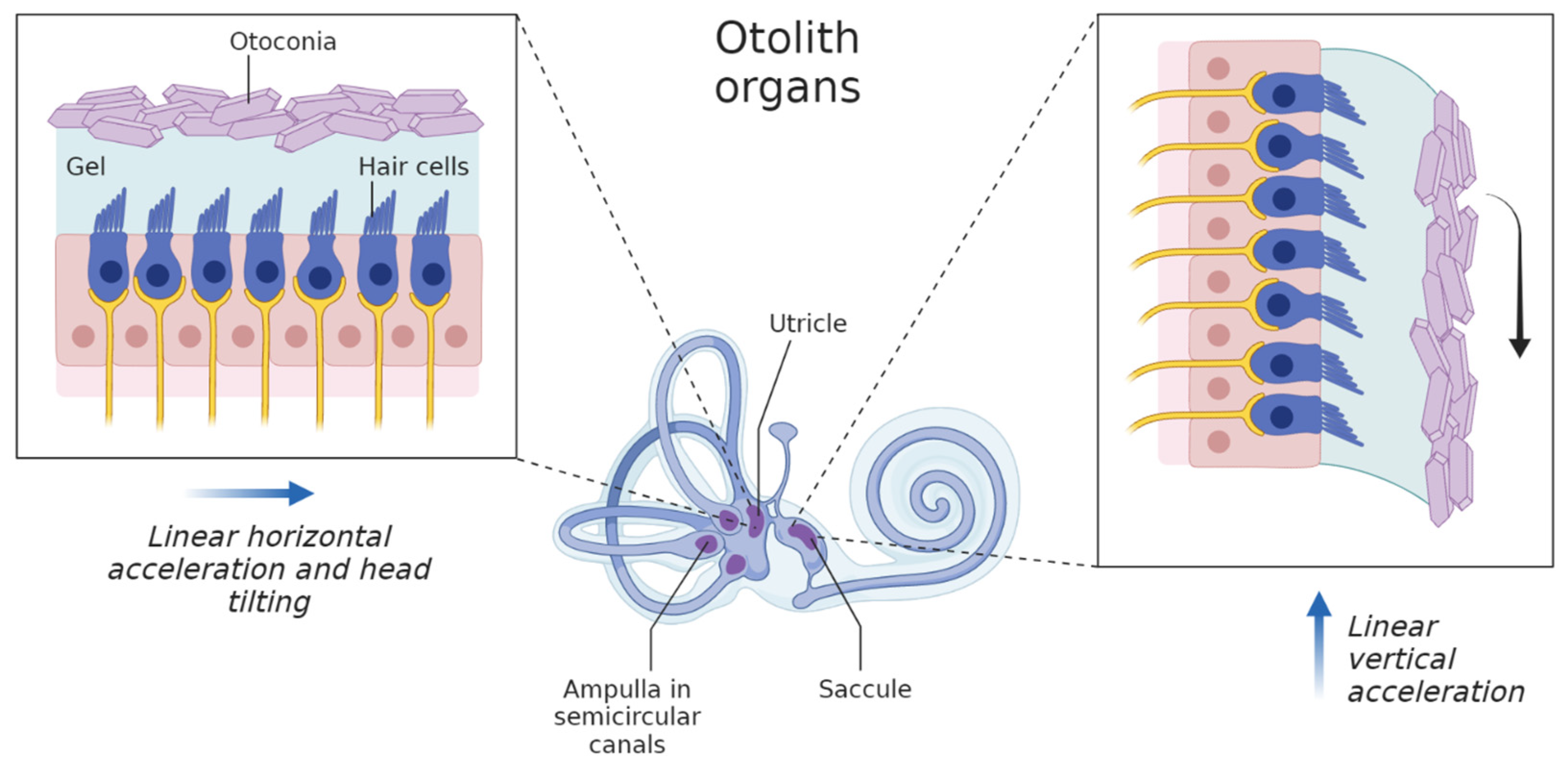 otolith organs and semicircular canals