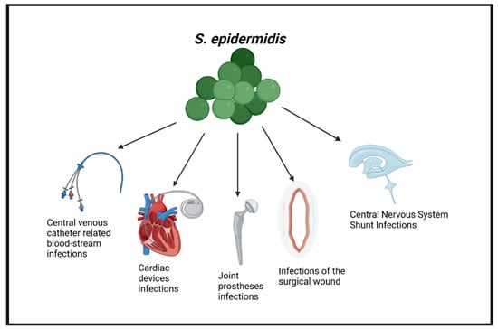 Morphology of S. epidermidis cells. Sources