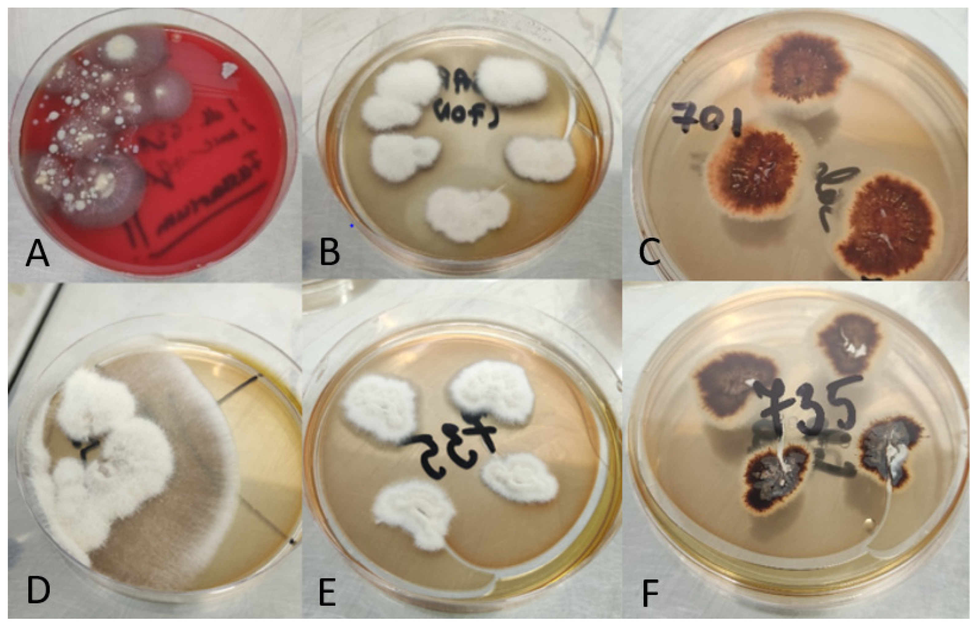 Fusarium Spp Fusarium Spp