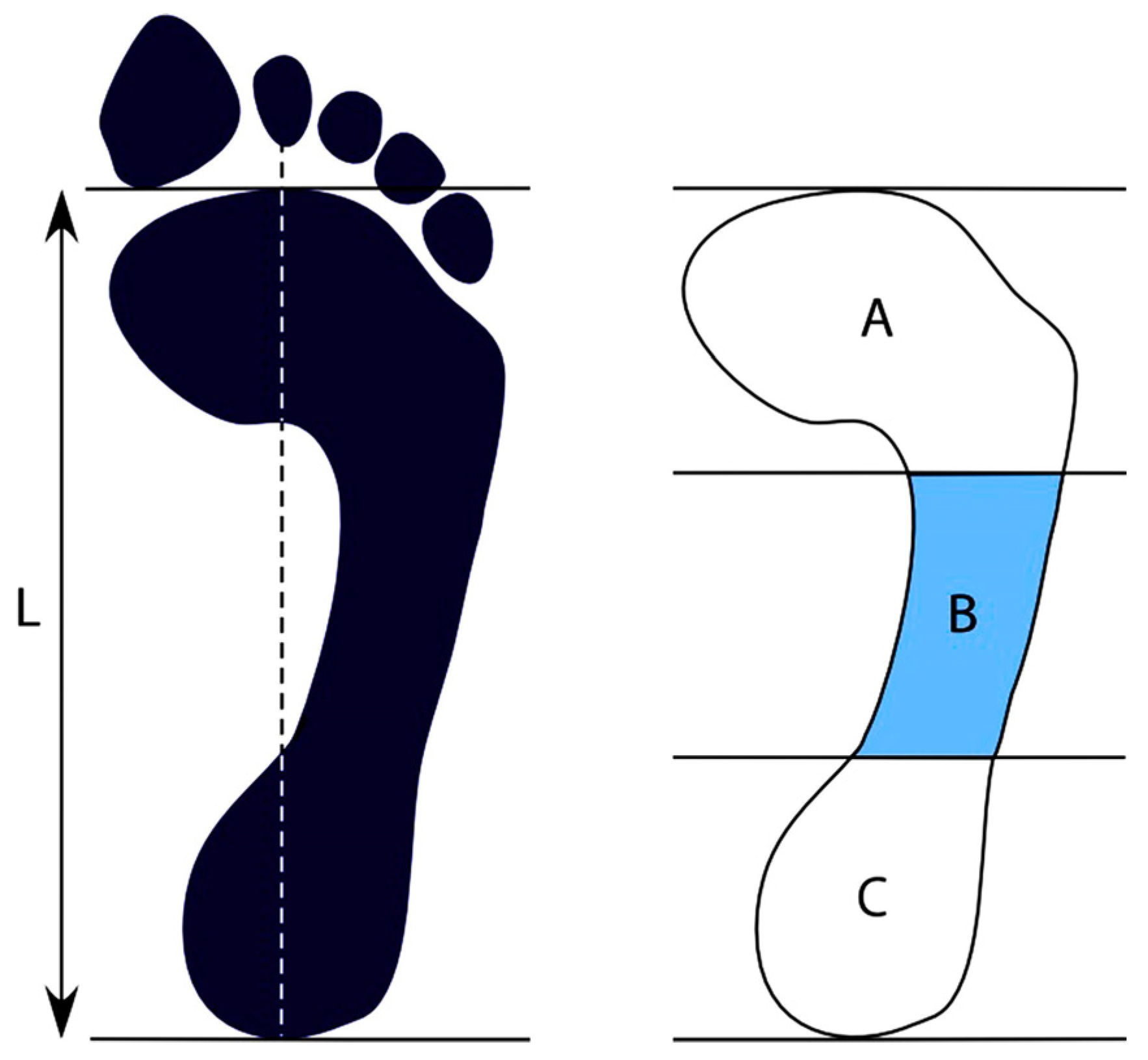 Importance of plantar flexion – Proactive Physio Knowledge