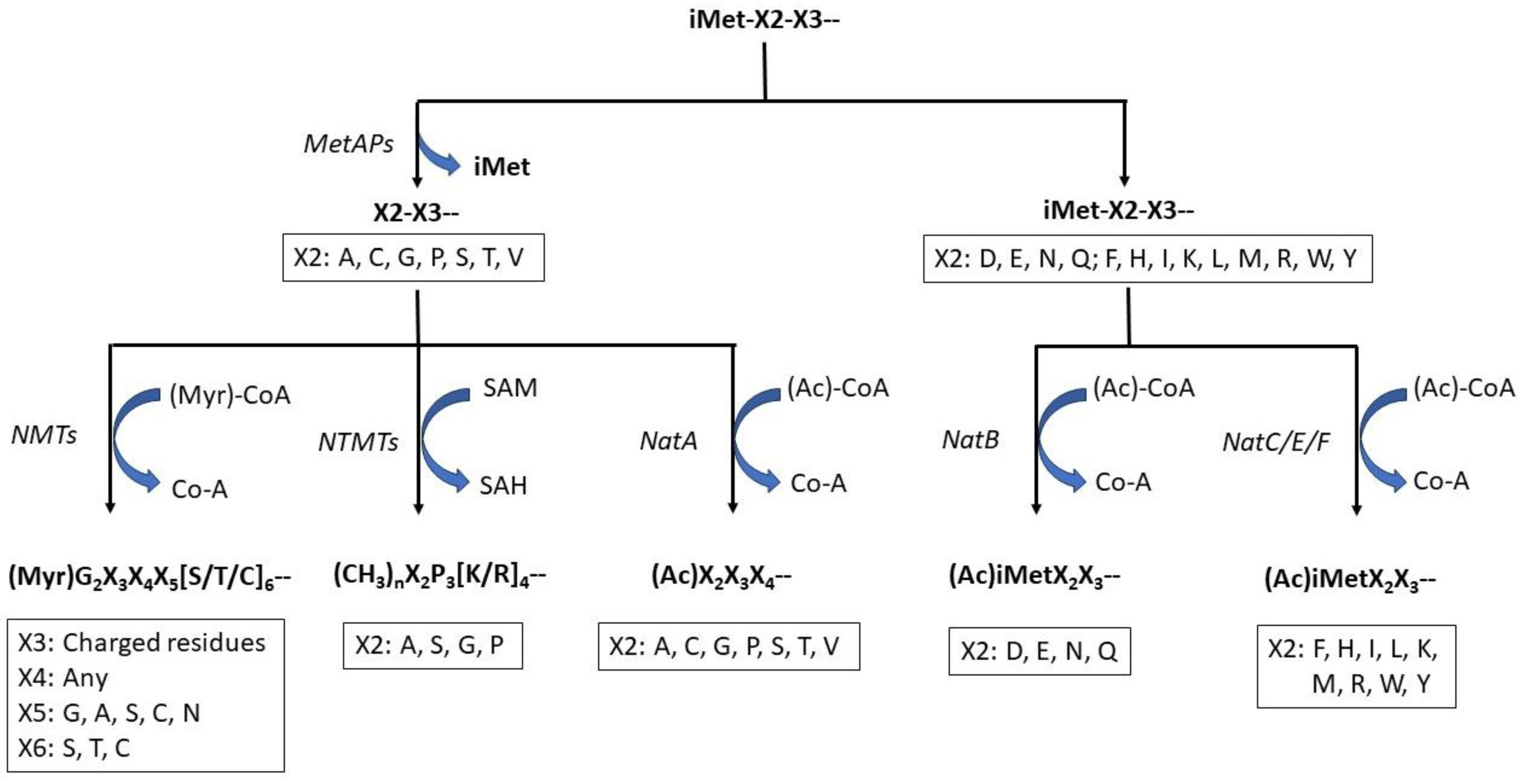 Protein Lipidation: Occurrence, Mechanisms, Biological Functions, and  Enabling Technologies