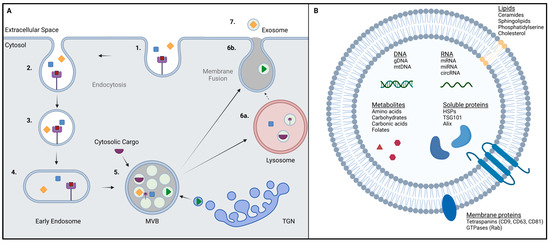 Quantitative Recoveries of Exosomes and Monoclonal Antibodies from