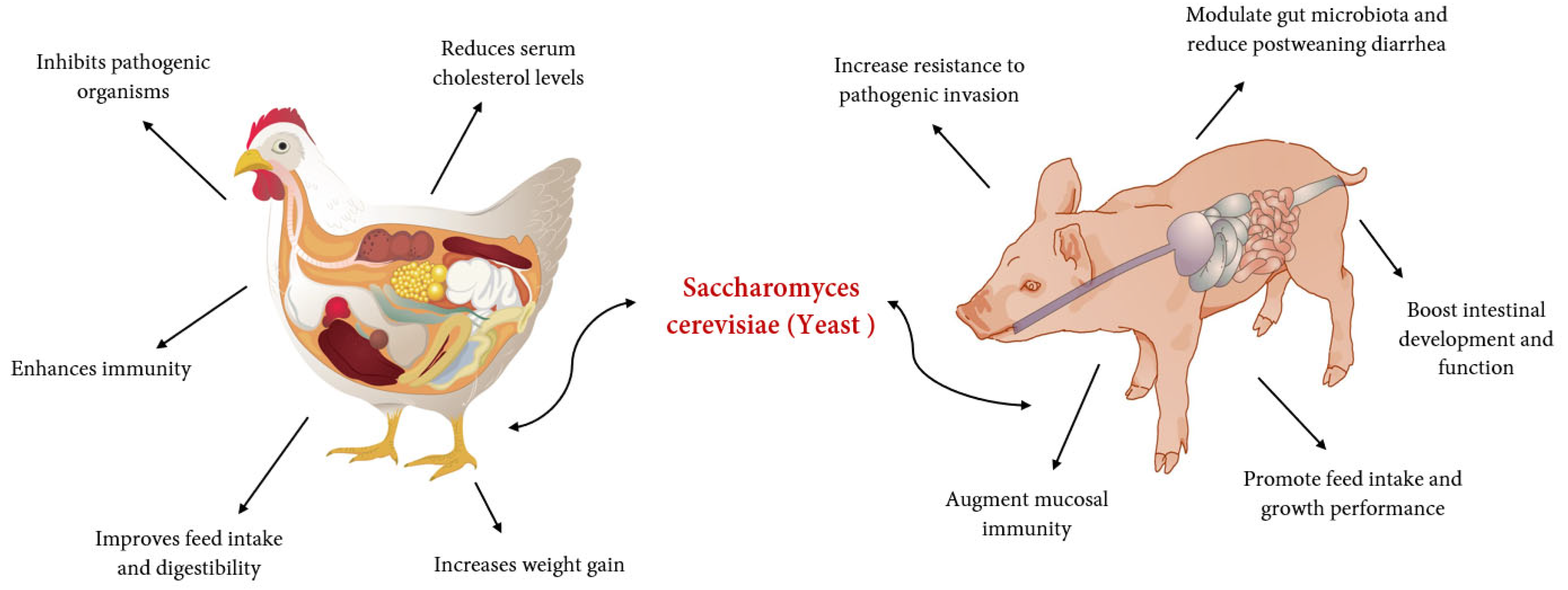 Yeast Hydrolysate powder supplier Yeast Hydrolysate powder supplier