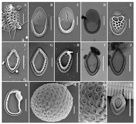 Luticola tenera sp. nov. (Diadesmidaceae, Naviculales)—A New Diatom from  the Soil of the State Nature Reserve “Bastak” (Jewish Autonomous Region,  Russia)