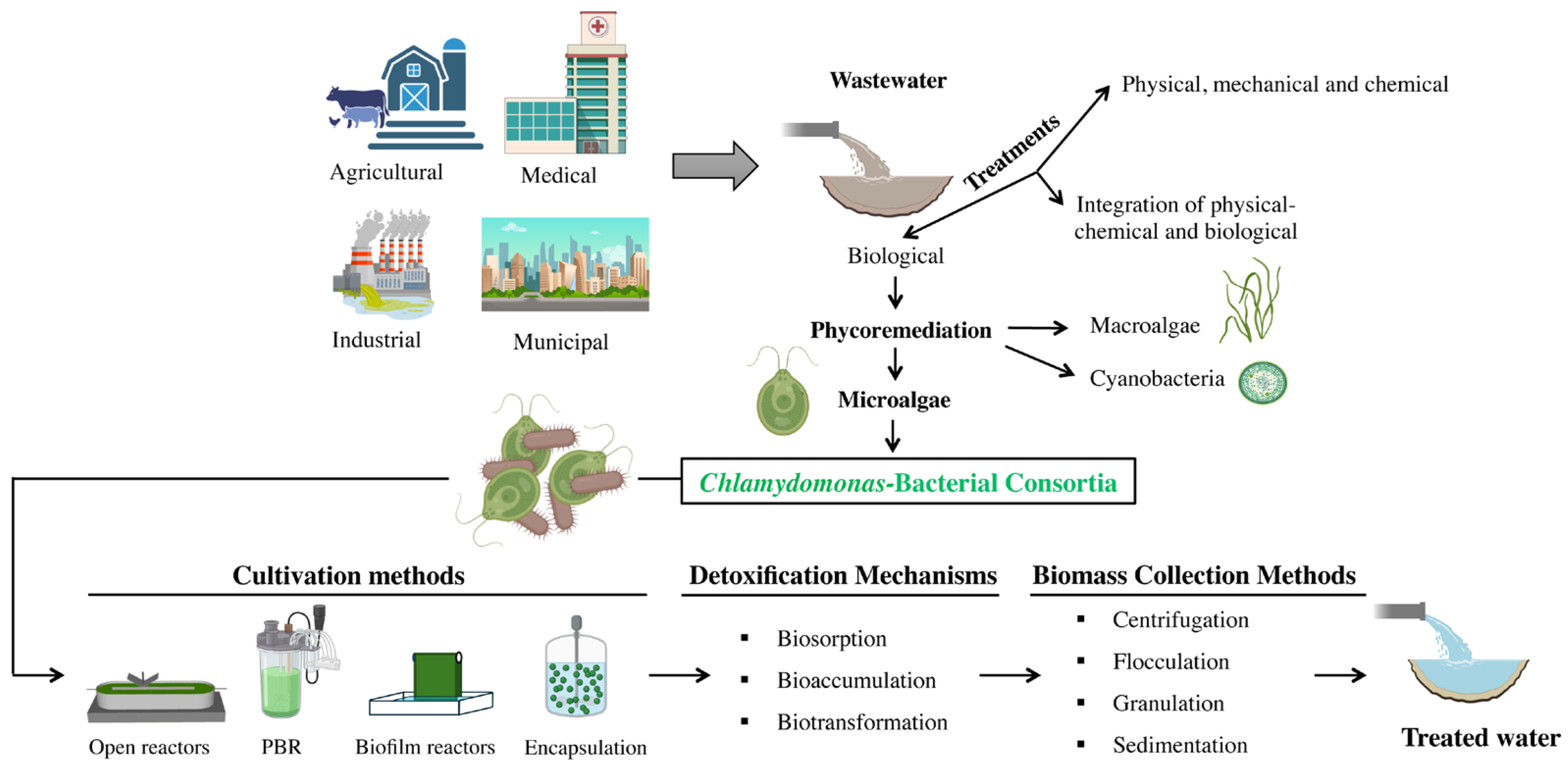 Life | Free Full-Text | Applications of the Microalgae Chlamydomonas ...