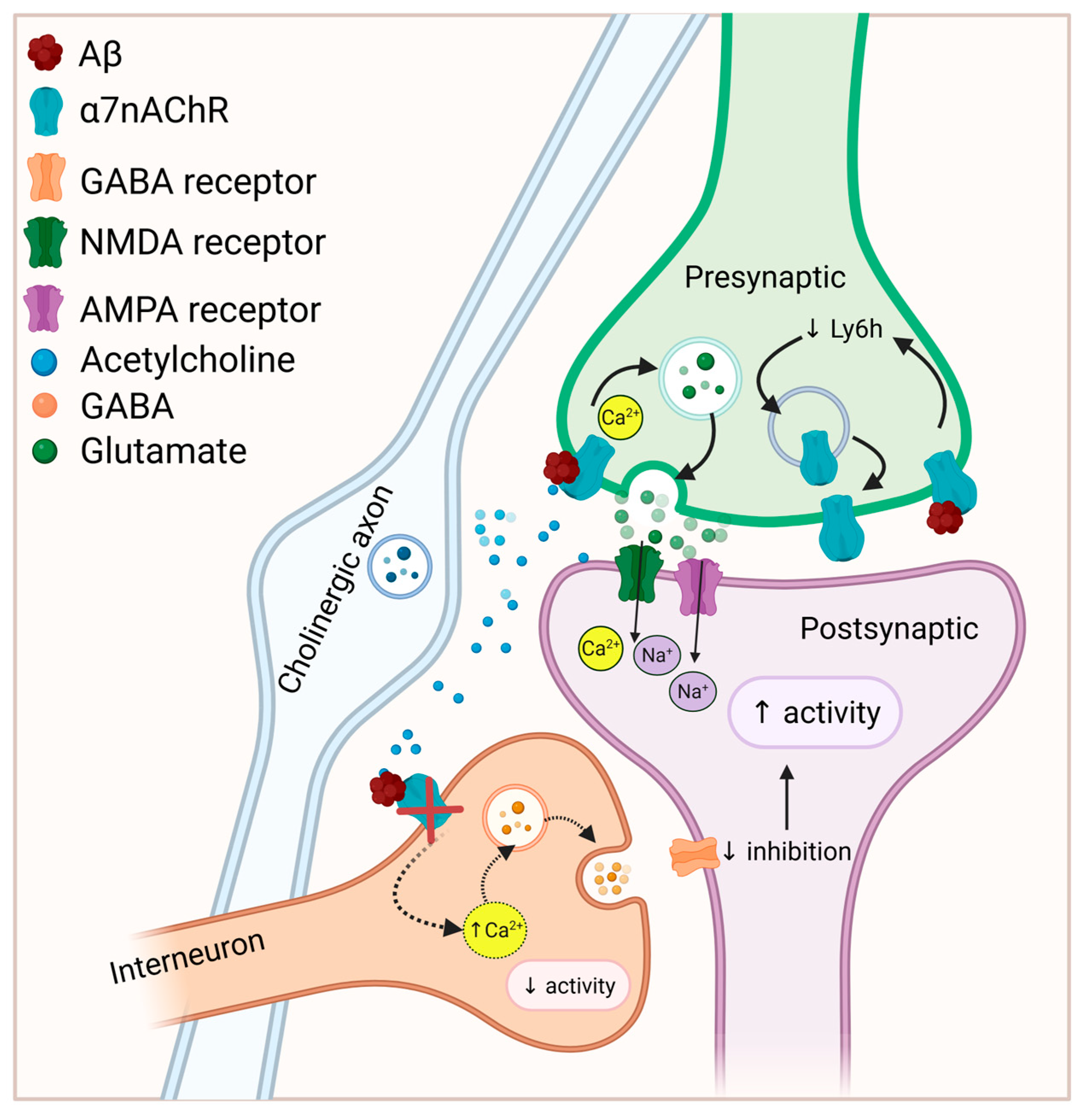 Neuronal And Glial 7 Nicotinic Acetylcholine Receptors Role In Neuronal And Glial 7 Nicotinic Acetylcholine Receptors Role In