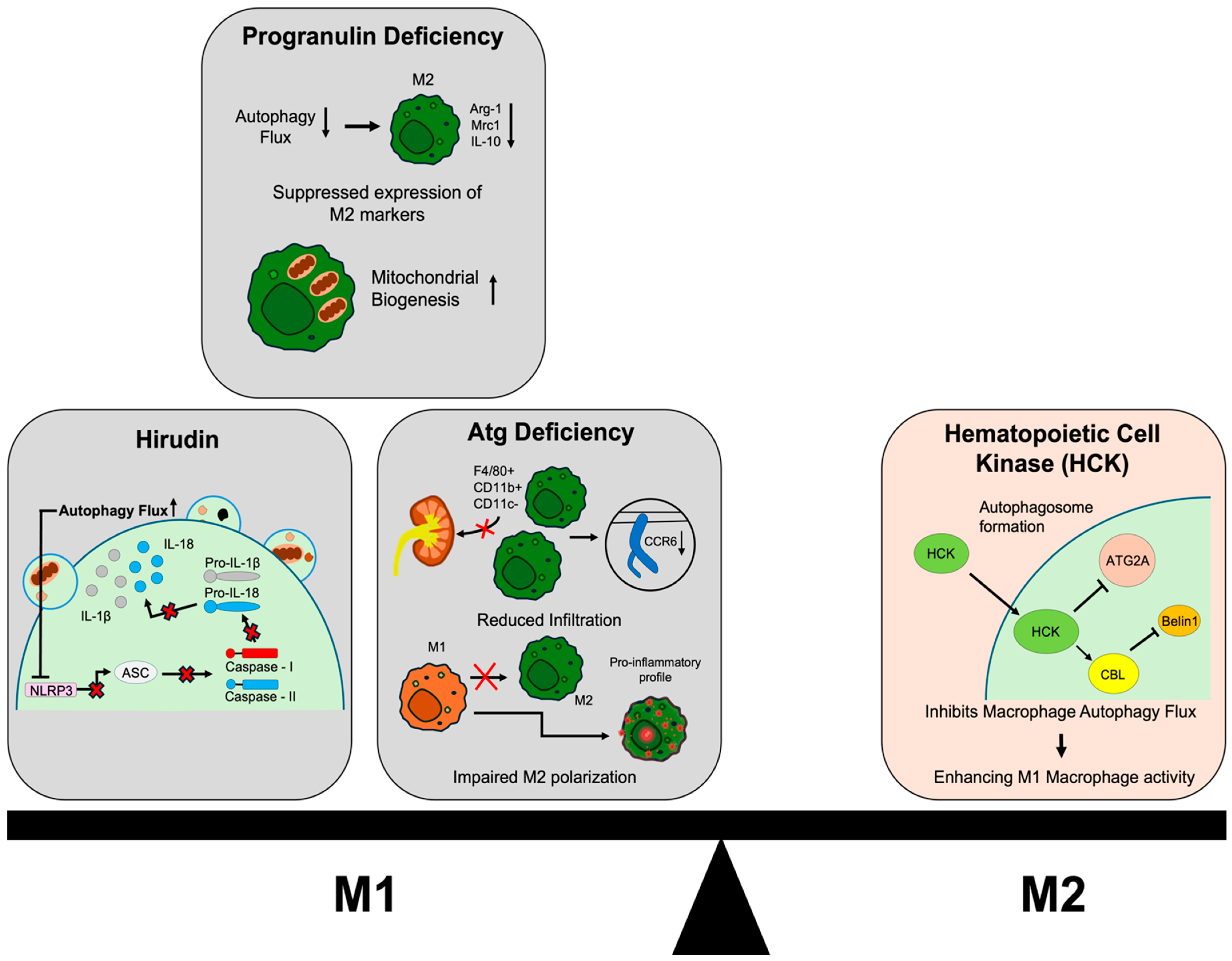 Macrophage Plasticity and Regulatory Networks During the Transition ...