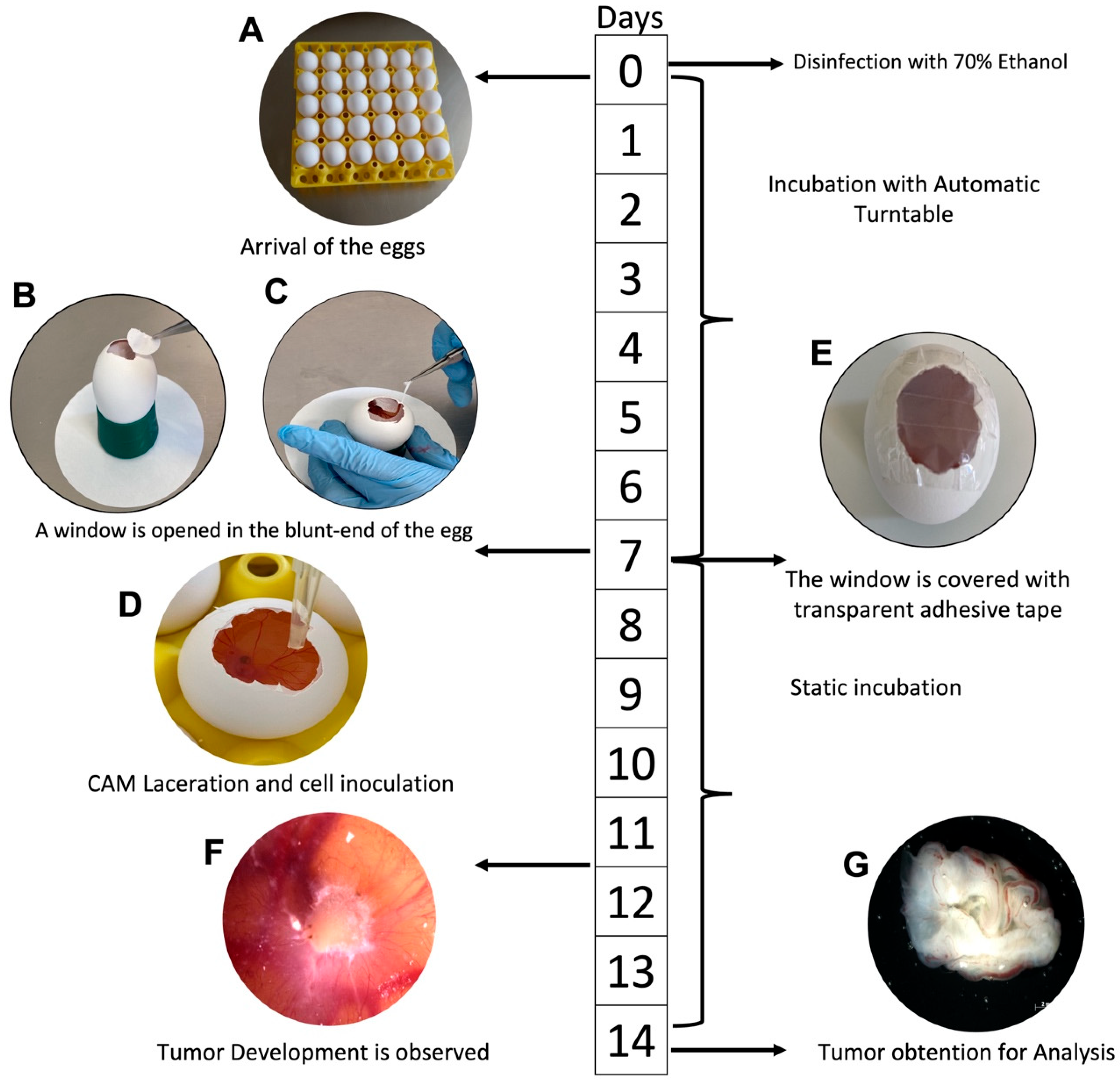 The Chick Embryo Chorioallantoic Membrane Assay as a Short-Term ...