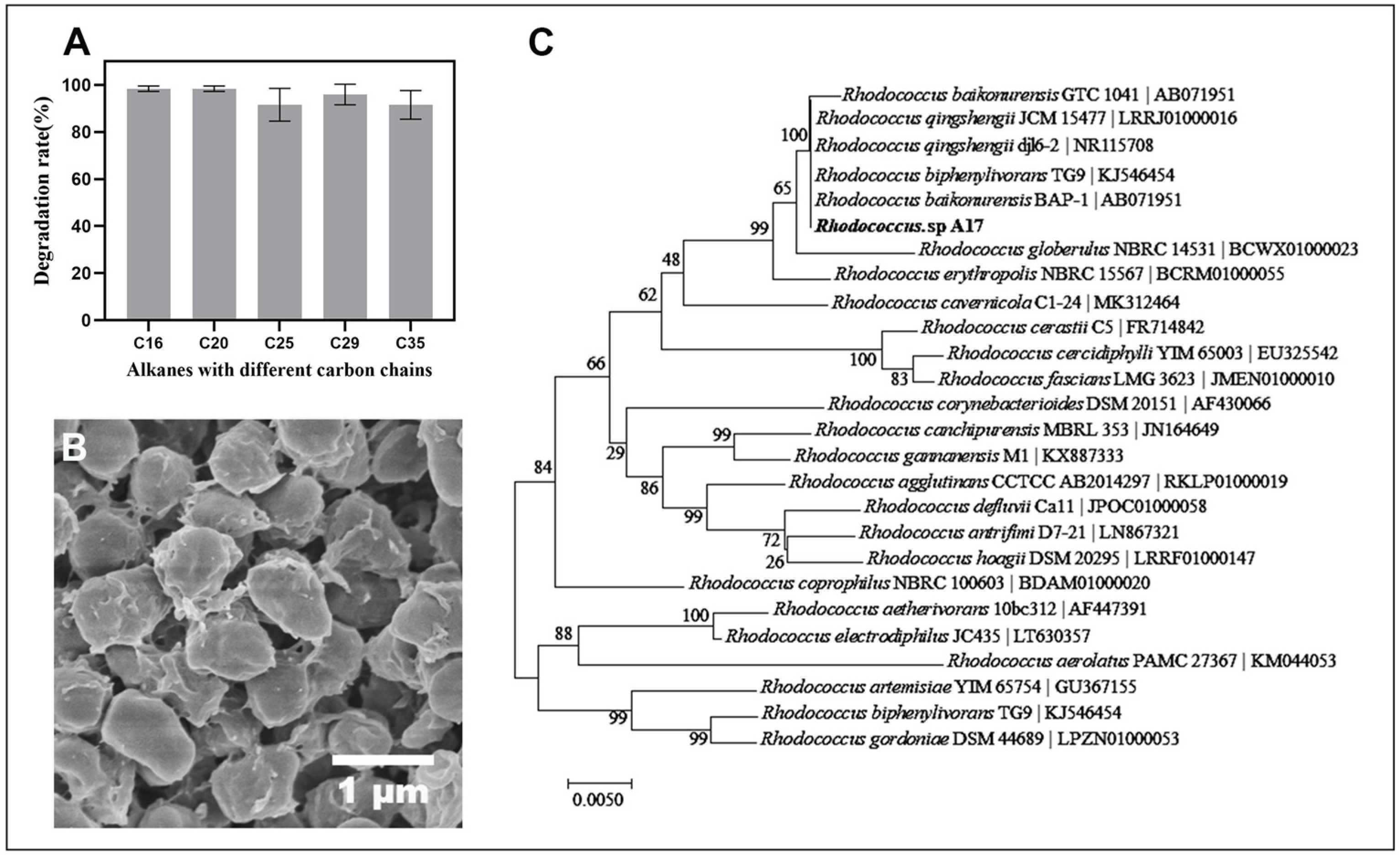 Non Pigmented Rhodococcus Molecular Insights into Rhodococcus sp. A17: Physiological Adaptations ...
