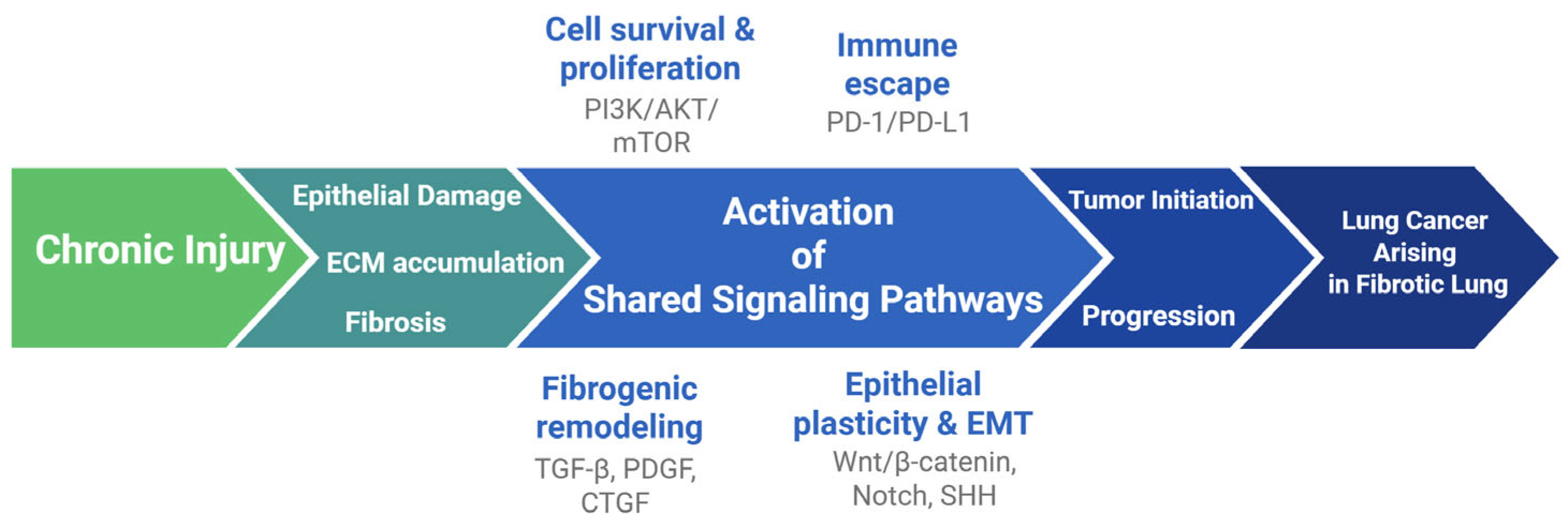 The Fibrotic–Cancer Continuum in IPF: Shared Mechanisms, Clinical ...