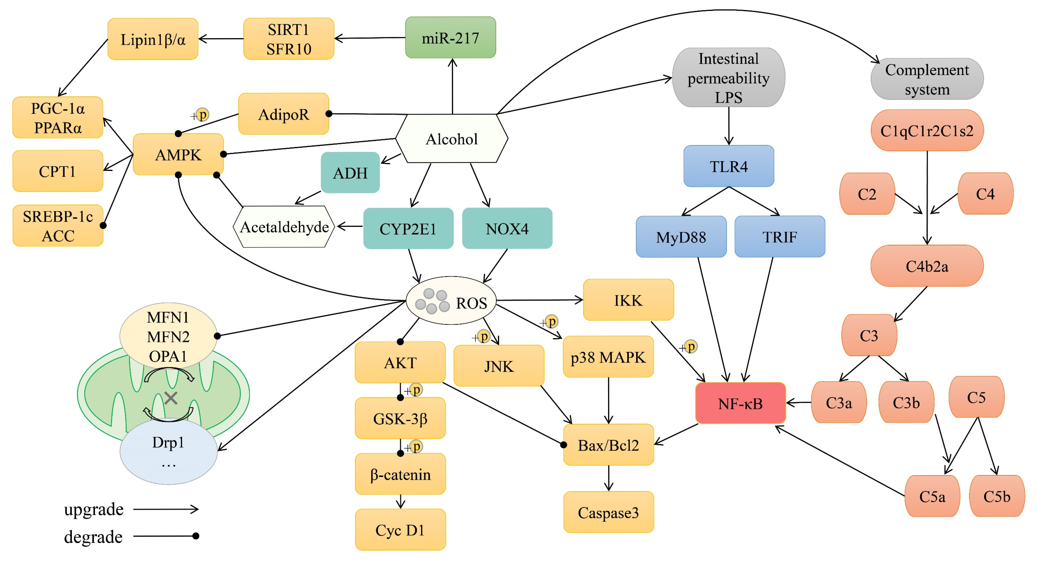 Molecular Mechanistic Pathways Targeted by Natural Products in the ...