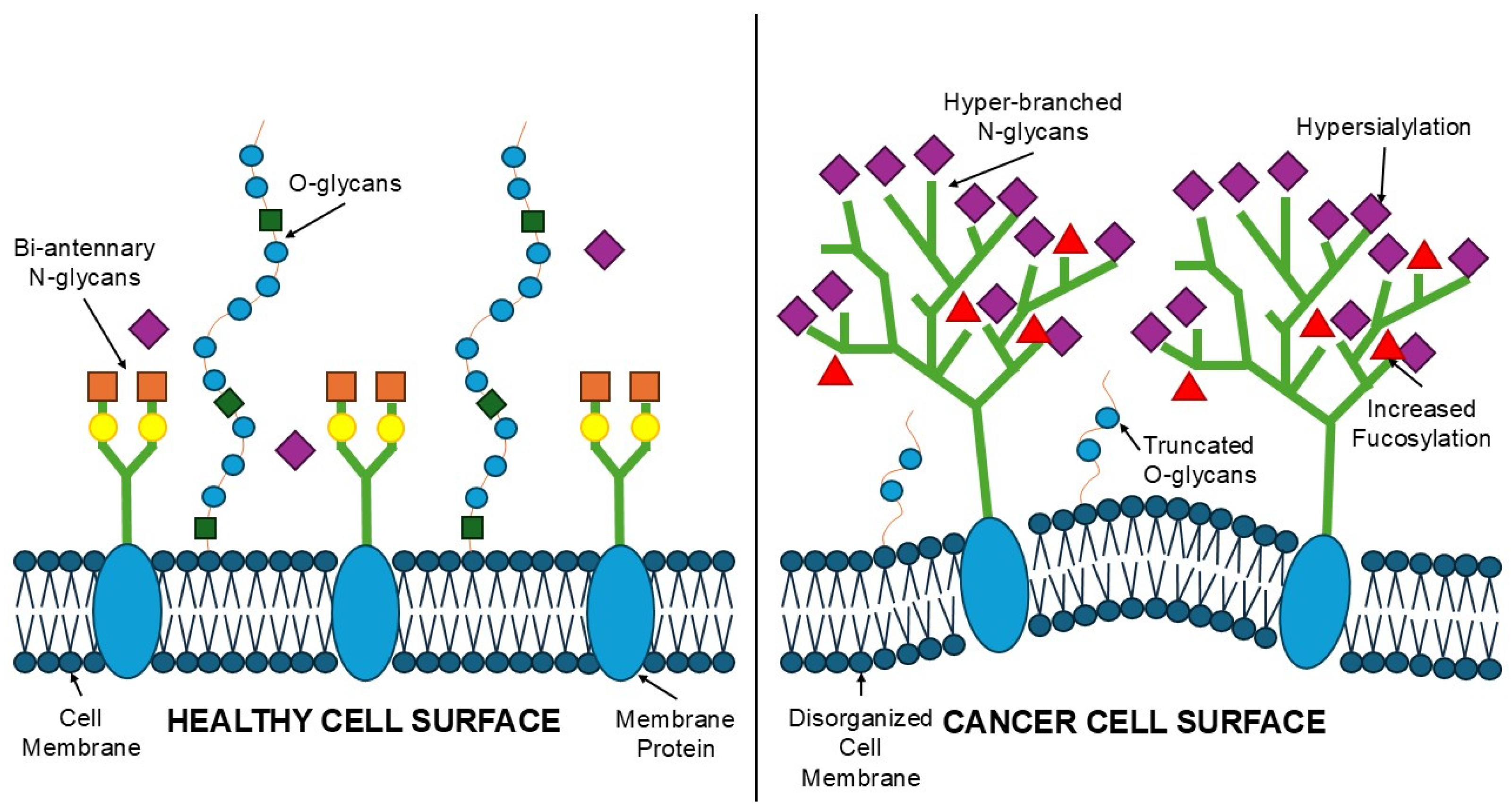 Identification of Glycoprotein Biomarkers in Breast Cancer by MALDI