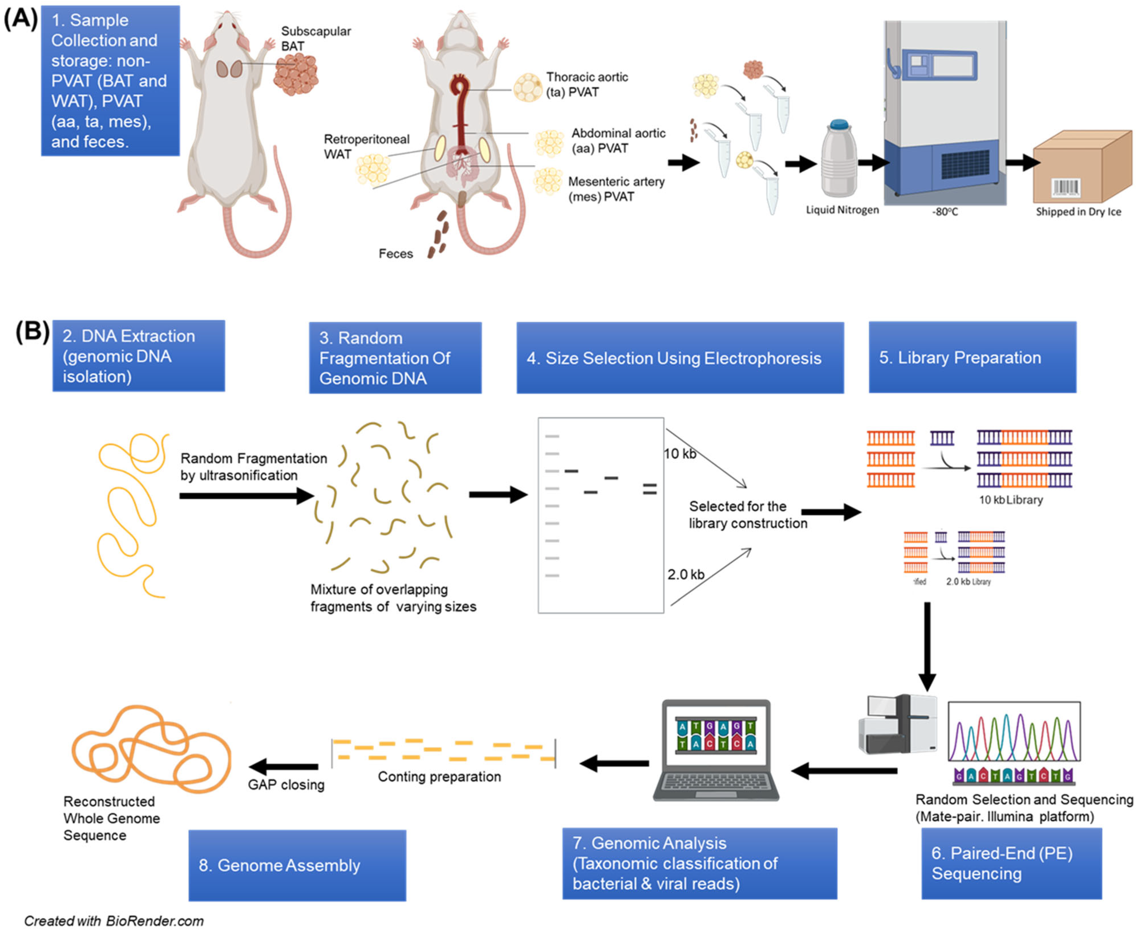 Presence and Variability of the Microbiome in Perivascular Adipose ...