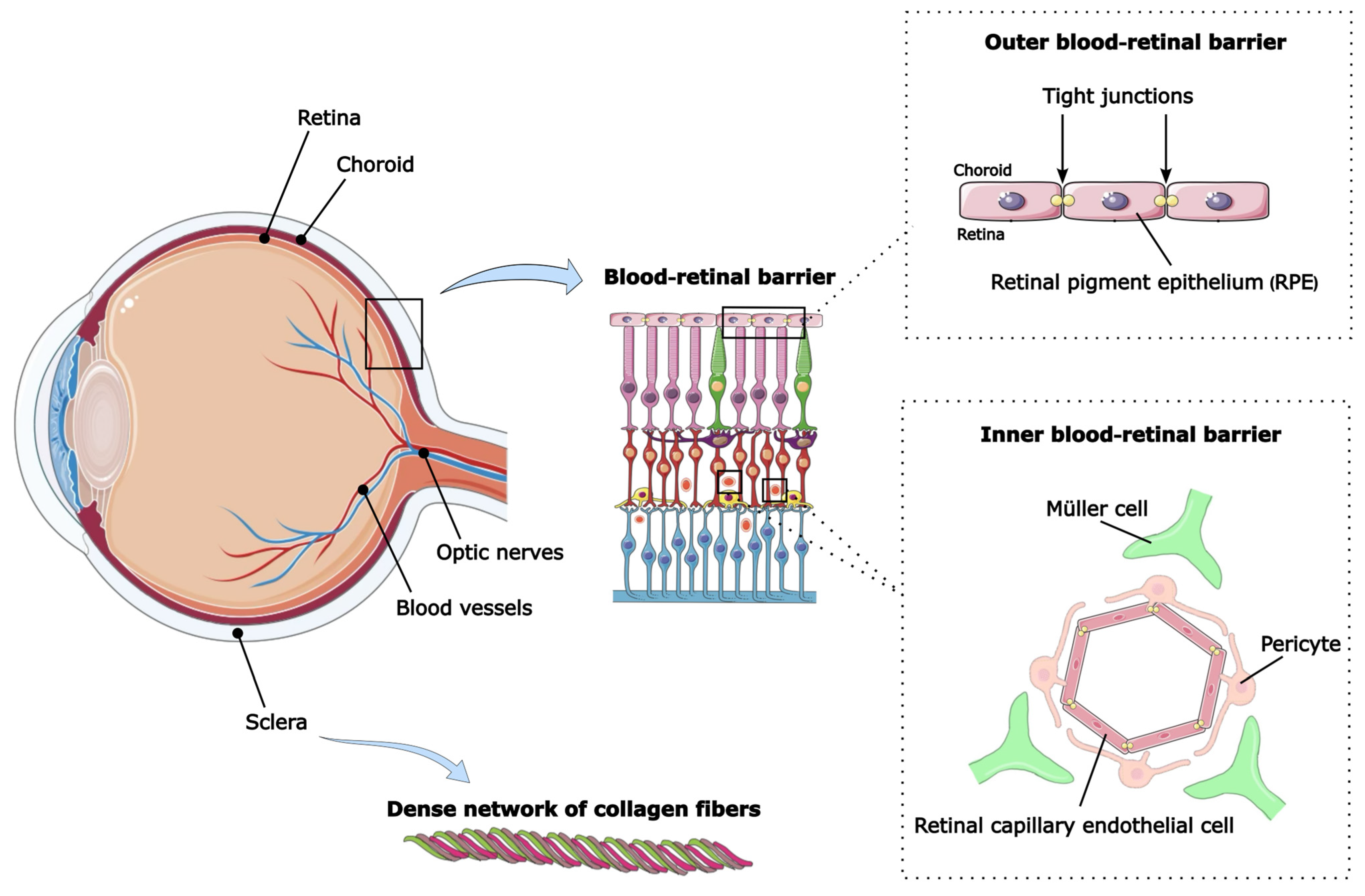 Nanocarrier-Based Ocular Drug Delivery Systems for Retinal Diseases ...