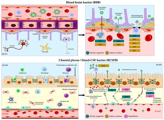 The Forgotten Gate: Choroid Plexus and Blood-CSF Barrier in Arboviral Encephalitis