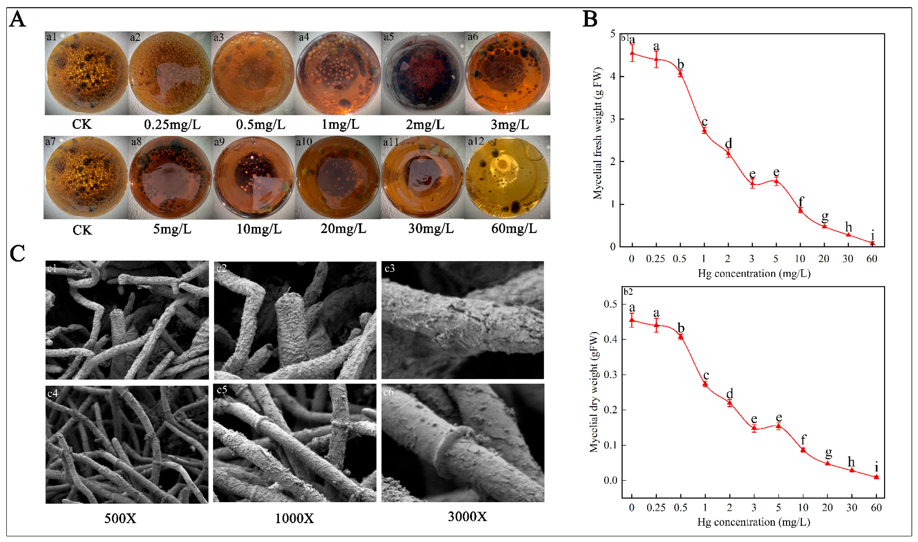 Selenium Alleviates Mercury Toxicity in Ophiocordyceps sinensis ...