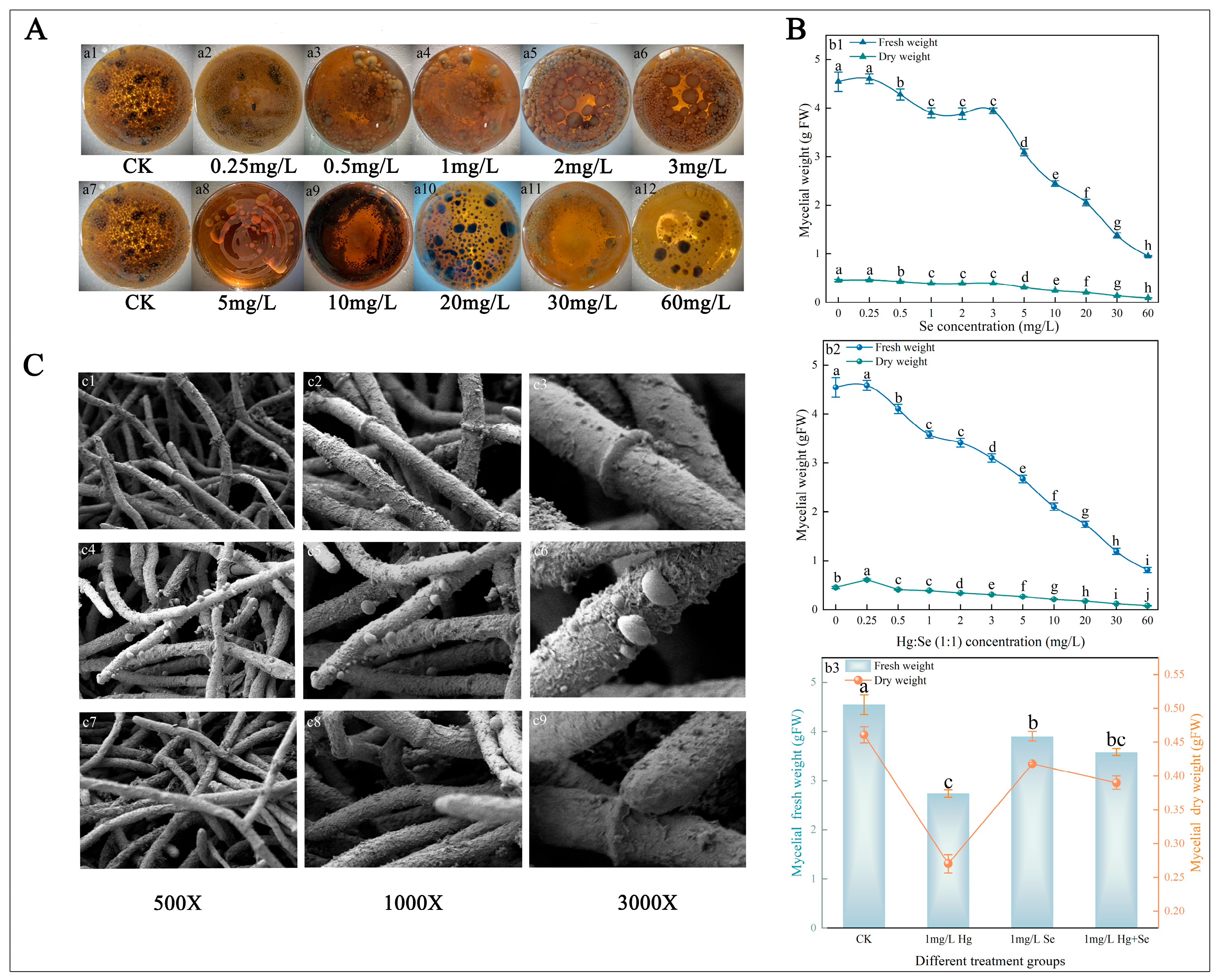 Selenium Alleviates Mercury Toxicity in Ophiocordyceps sinensis ...