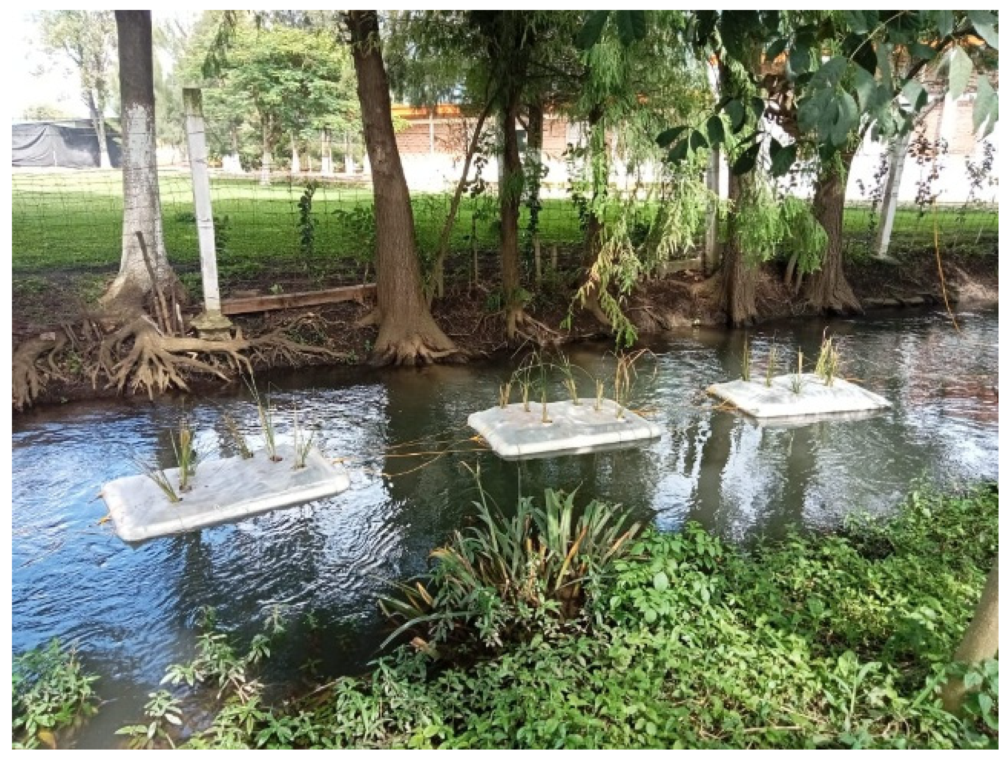 Photo inspiration: Growth Of Chrysopogon Zizanioides In Floating Treatment Wetlands With Photo Inspiration
